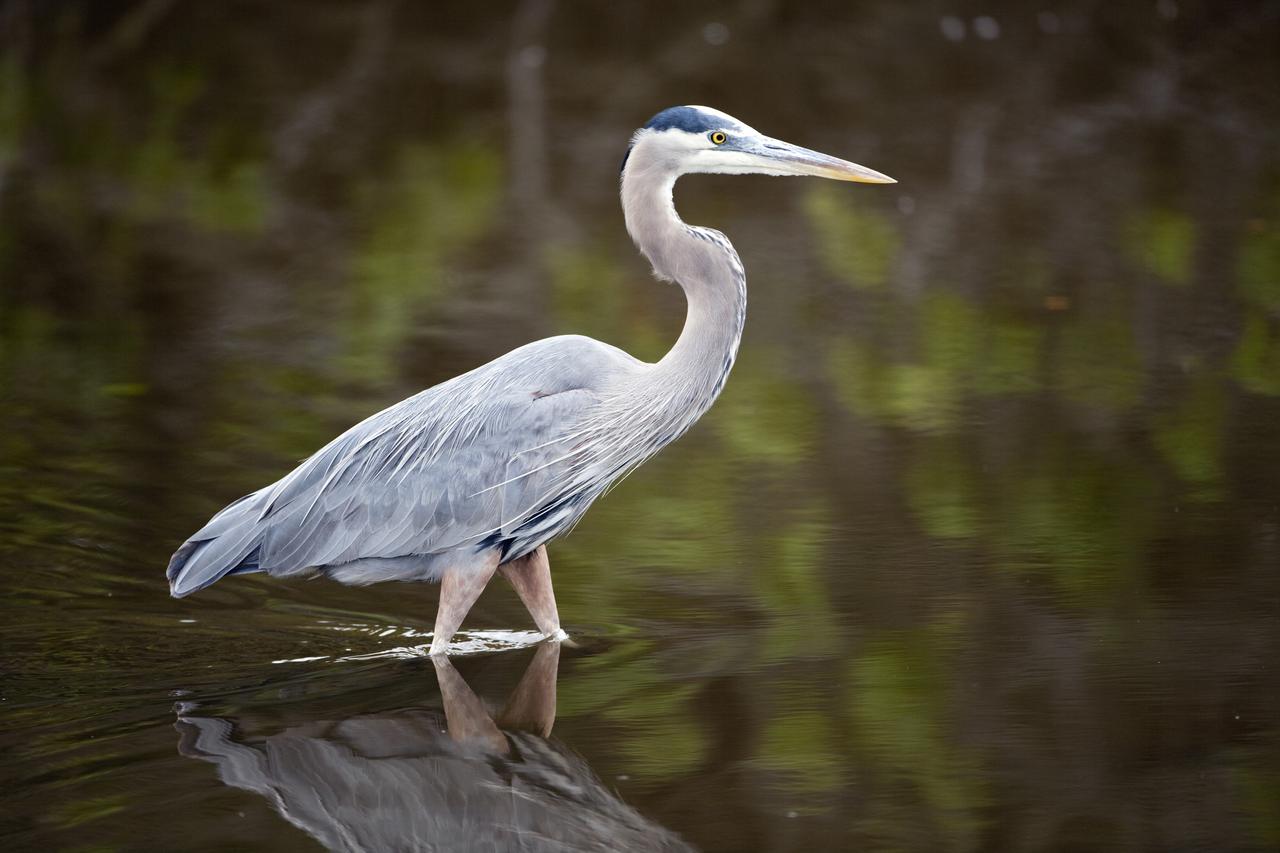 CAPE CANAVERAL, Fla. -- A great blue heron wades through brackish water just north of the Shuttle Landing Facility at NASA's Kennedy Space Center in Florida.       Kennedy coexists with the Merritt Island National Wildlife Refuge, habitat to more than 310 species of birds, 25 mammals, 117 fish and 65 amphibians and reptiles. Photo credit: NASA/Frankie Martin
