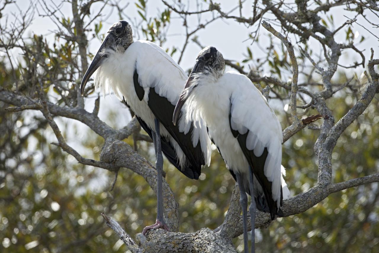 CAPE CANAVERAL, Fla. -- Two American wood storks take a break from flying just north of the Shuttle Landing Facility at NASA's Kennedy Space Center in Florida.        Kennedy coexists with the Merritt Island National Wildlife Refuge, habitat to more than 310 species of birds, 25 mammals, 117 fish and 65 amphibians and reptiles. Photo credit: NASA/Frankie Martin