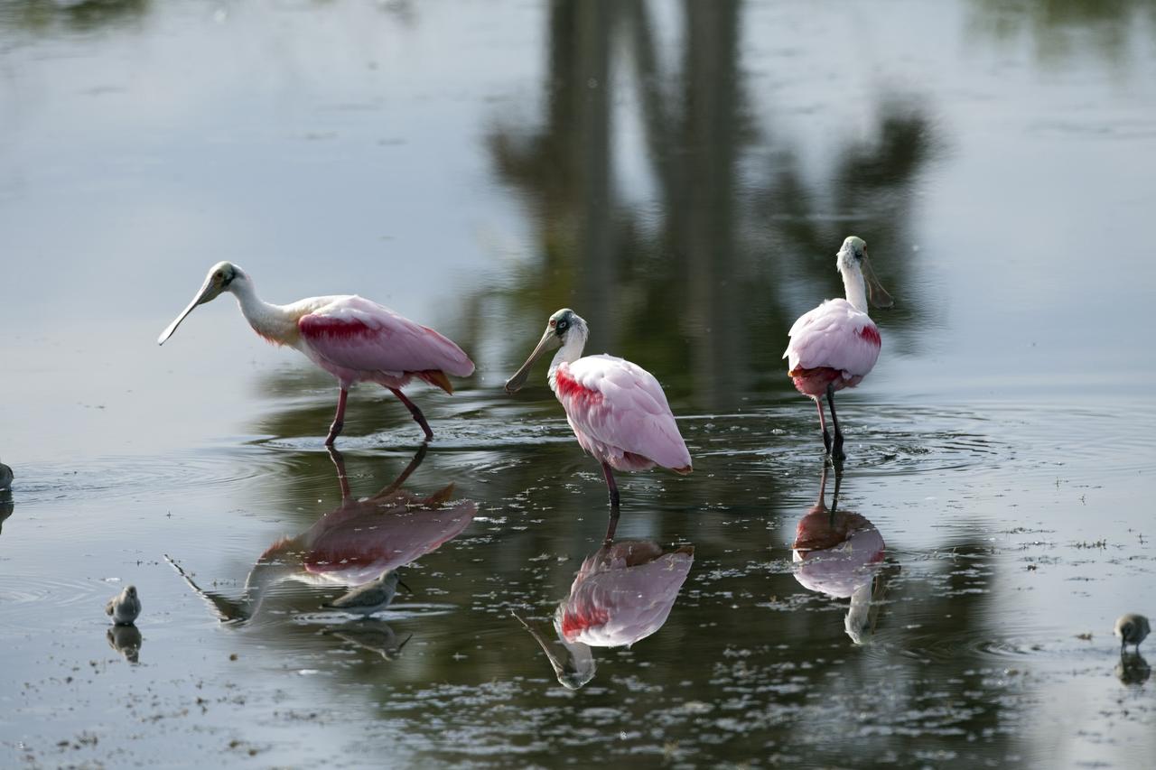 CAPE CANAVERAL, Fla. -- Roseate spoonbills wade through brackish water just north of the Shuttle Landing Facility at NASA's Kennedy Space Center in Florida.      Kennedy coexists with the Merritt Island National Wildlife Refuge, habitat to more than 310 species of birds, 25 mammals, 117 fish and 65 amphibians and reptiles. Photo credit: NASA/Frankie Martin