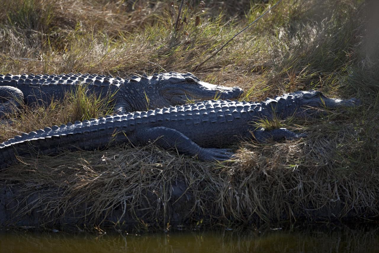 CAPE CANAVERAL, Fla. -- Two gators sunbathe just north of the Shuttle Landing Facility at NASA's Kennedy Space Center in Florida.    Kennedy coexists with the Merritt Island National Wildlife Refuge, habitat to more than 310 species of birds, 25 mammals, 117 fish and 65 amphibians and reptiles. Photo credit: NASA/Frankie Martin