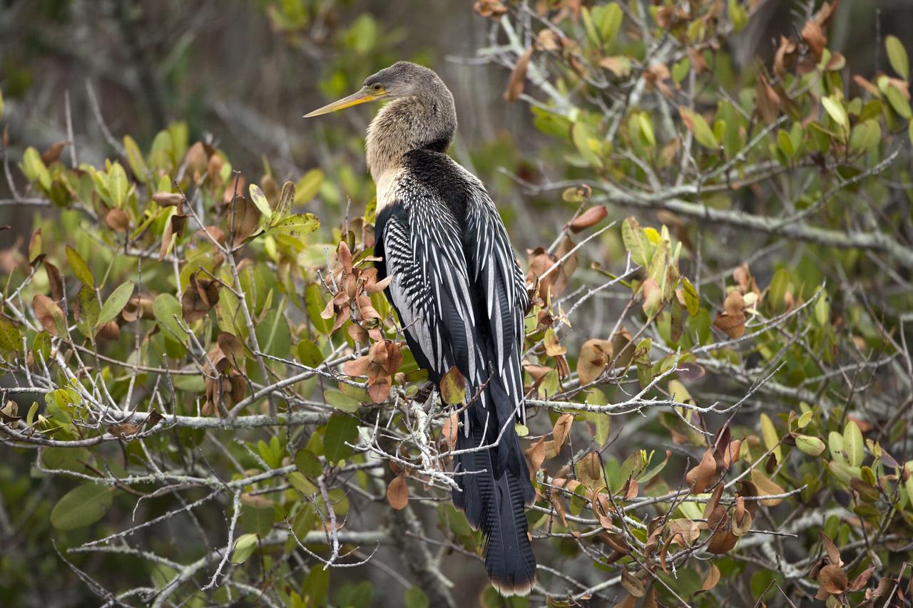 CAPE CANAVERAL, Fla. -- An Anhinga perches in a shrub in the Merritt Island National Wildlife Refuge, which borders NASA's Kennedy Space Center in Florida. Anhingas inhabit freshwater ponds and swamps with thick vegetation.  Kennedy coexists with the Merritt Island National Wildlife Refuge, habitat to more than 310 species of birds, 25 mammals, 117 fish and 65 amphibians and reptiles. Photo credit: NASA/Frankie Martin