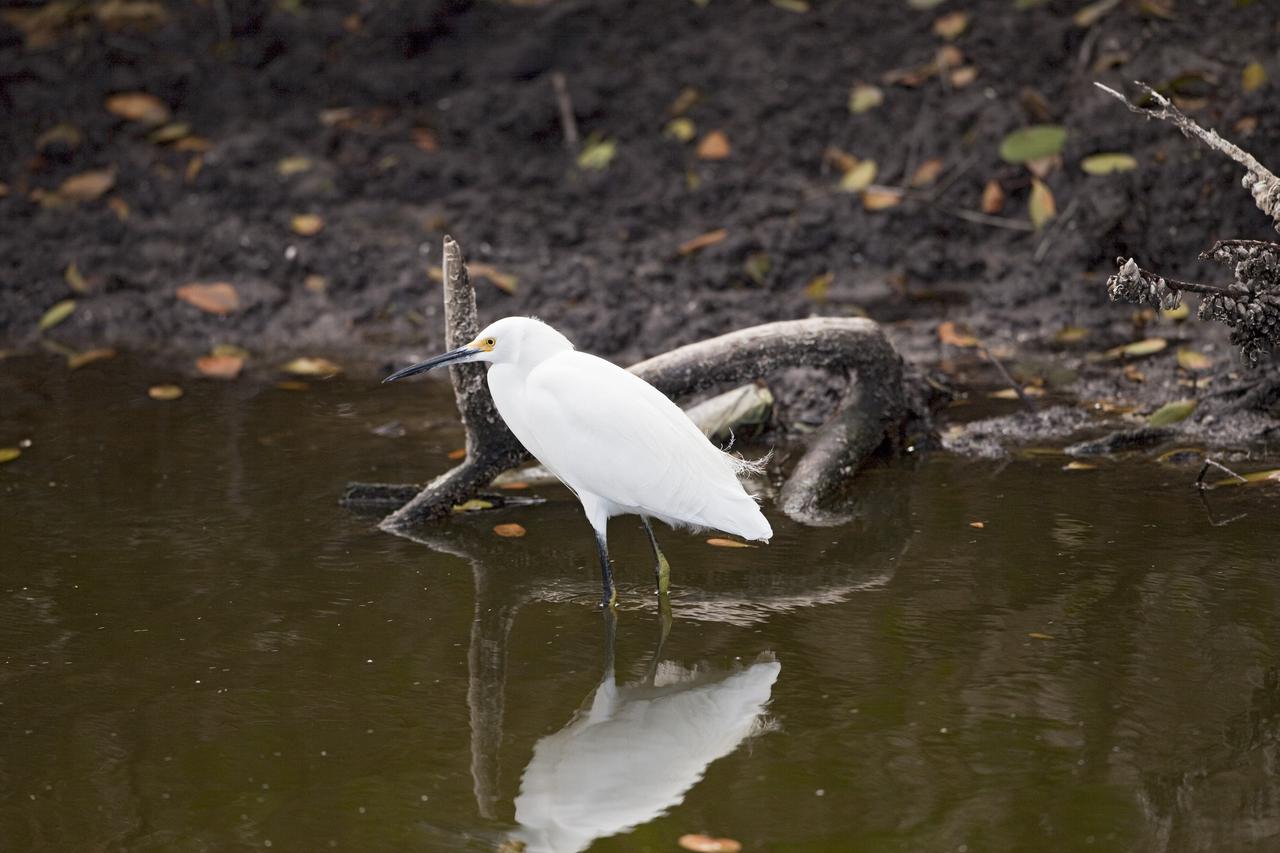 CAPE CANAVERAL, Fla. -- A great white egret wades through water just north of the Shuttle Landing Facility at NASA's Kennedy Space Center in Florida.             Kennedy coexists with the Merritt Island National Wildlife Refuge, habitat to more than 310 species of birds, 25 mammals, 117 fish and 65 amphibians and reptiles. Photo credit: NASA/Frankie Martin
