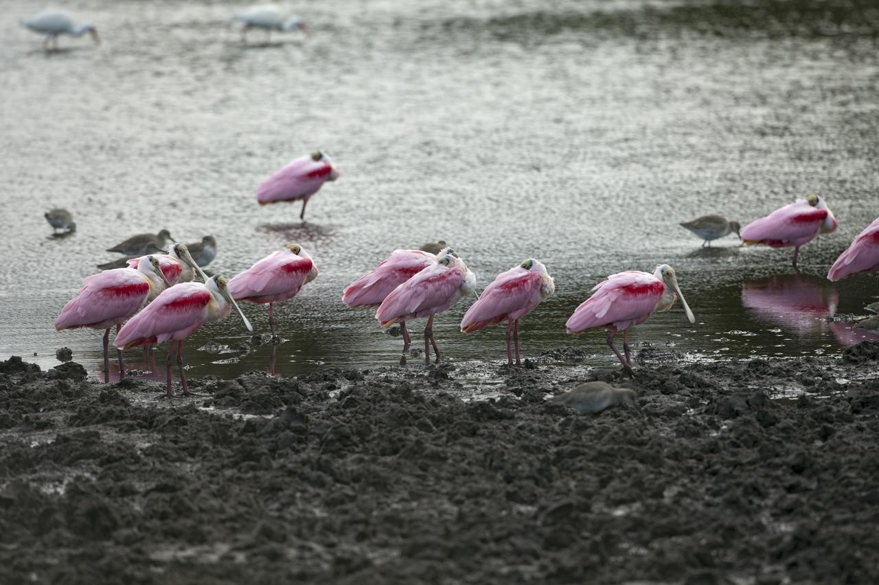 CAPE CANAVERAL, Fla. -- Roseate spoonbills wade through water just north of the Shuttle Landing Facility at NASA's Kennedy Space Center in Florida.          Kennedy coexists with the Merritt Island National Wildlife Refuge, habitat to more than 310 species of birds, 25 mammals, 117 fish and 65 amphibians and reptiles. Photo credit: NASA/Frankie Martin