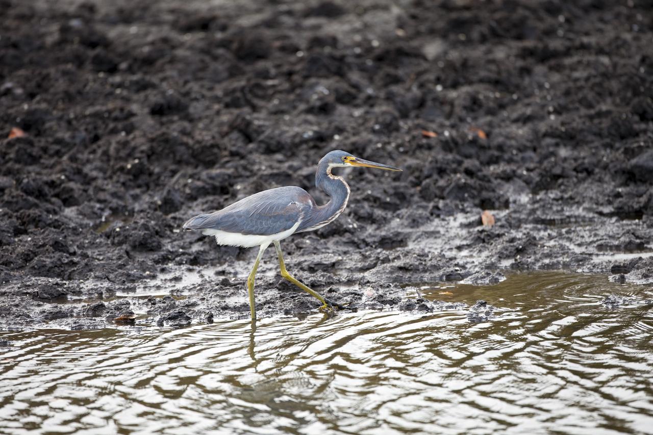 CAPE CANAVERAL, Fla. -- An Egretta Heron, also known as a Tricolored Heron, wades through water just north of the Shuttle Landing Facility at NASA's Kennedy Space Center in Florida.       Kennedy coexists with the Merritt Island National Wildlife Refuge, habitat to more than 310 species of birds, 25 mammals, 117 fish and 65 amphibians and reptiles. Photo credit: NASA/Frankie Martin