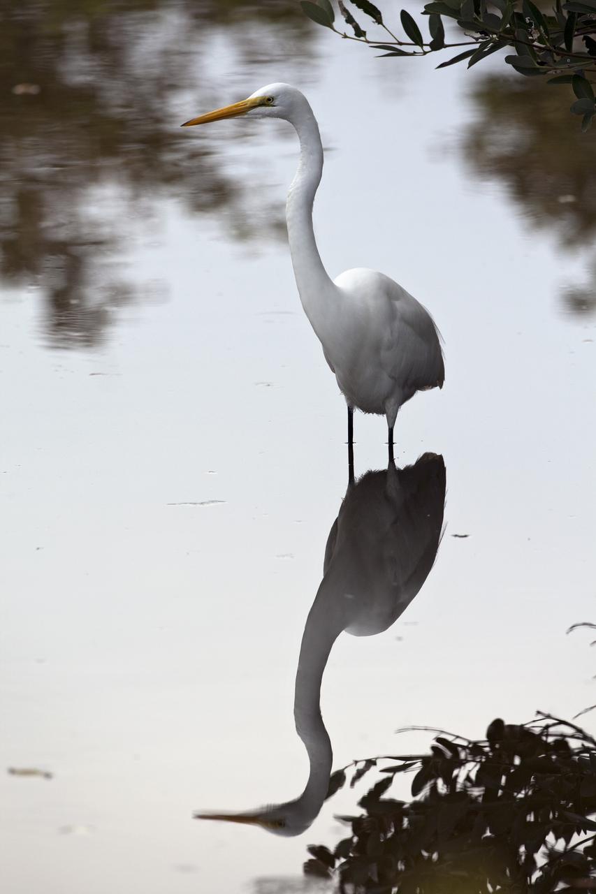 CAPE CANAVERAL, Fla. -- A great white egret casts a reflection in placid water just north of the Shuttle Landing Facility at NASA's Kennedy Space Center in Florida.       Kennedy coexists with the Merritt Island National Wildlife Refuge, habitat to more than 310 species of birds, 25 mammals, 117 fish and 65 amphibians and reptiles. Photo credit: NASA/Frankie Martin