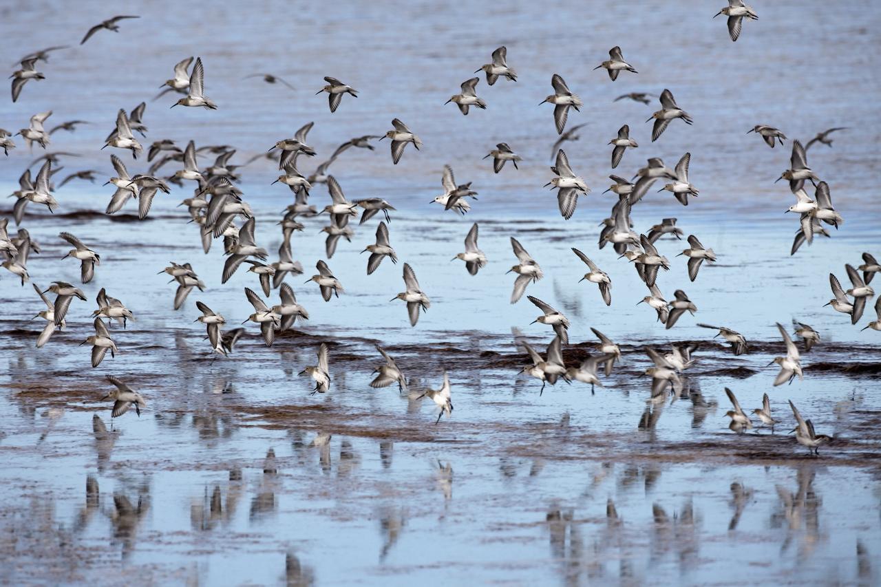 CAPE CANAVERAL, Fla. -- A gaggle of sandpipers fly over glassy water just north of the Shuttle Landing Facility at NASA's Kennedy Space Center in Florida. The sandpipers with dark heads are called Dunlins and those with white heads are called Sanderlings.    Kennedy coexists with the Merritt Island National Wildlife Refuge, habitat to more than 310 species of birds, 25 mammals, 117 fish and 65 amphibians and reptiles. Photo credit: NASA/Frankie Martin