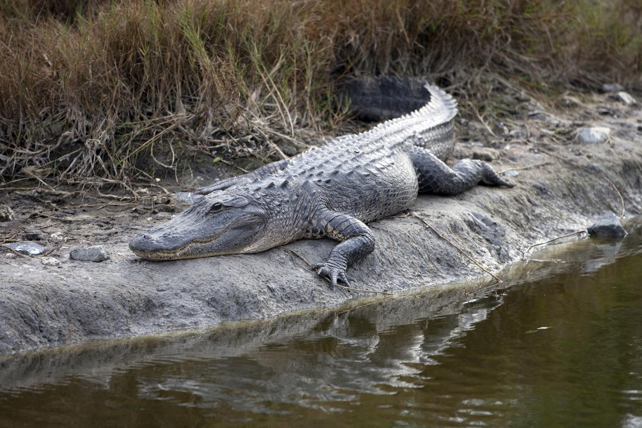 CAPE CANAVERAL, Fla. -- A gator sunbathes just north of the Shuttle Landing Facility at NASA's Kennedy Space Center in Florida.    Kennedy coexists with the Merritt Island National Wildlife Refuge, habitat to more than 310 species of birds, 25 mammals, 117 fish and 65 amphibians and reptiles. Photo credit: NASA/Frankie Martin