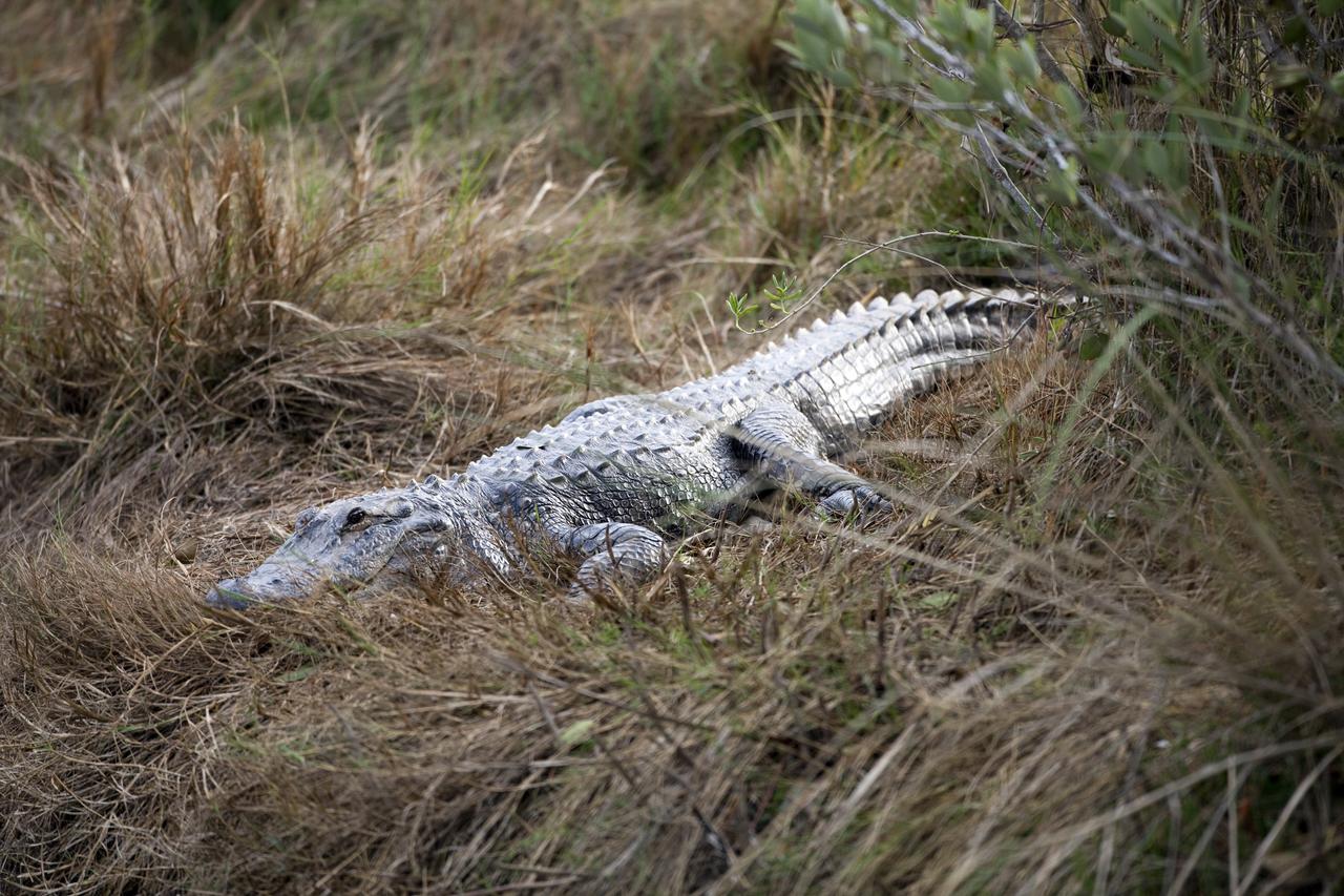 CAPE CANAVERAL, Fla. -- A gator slinks through tall grass just north of the Shuttle Landing Facility at NASA's Kennedy Space Center in Florida.      Kennedy coexists with the Merritt Island National Wildlife Refuge, habitat to more than 310 species of birds, 25 mammals, 117 fish and 65 amphibians and reptiles. Photo credit: NASA/Frankie Martin