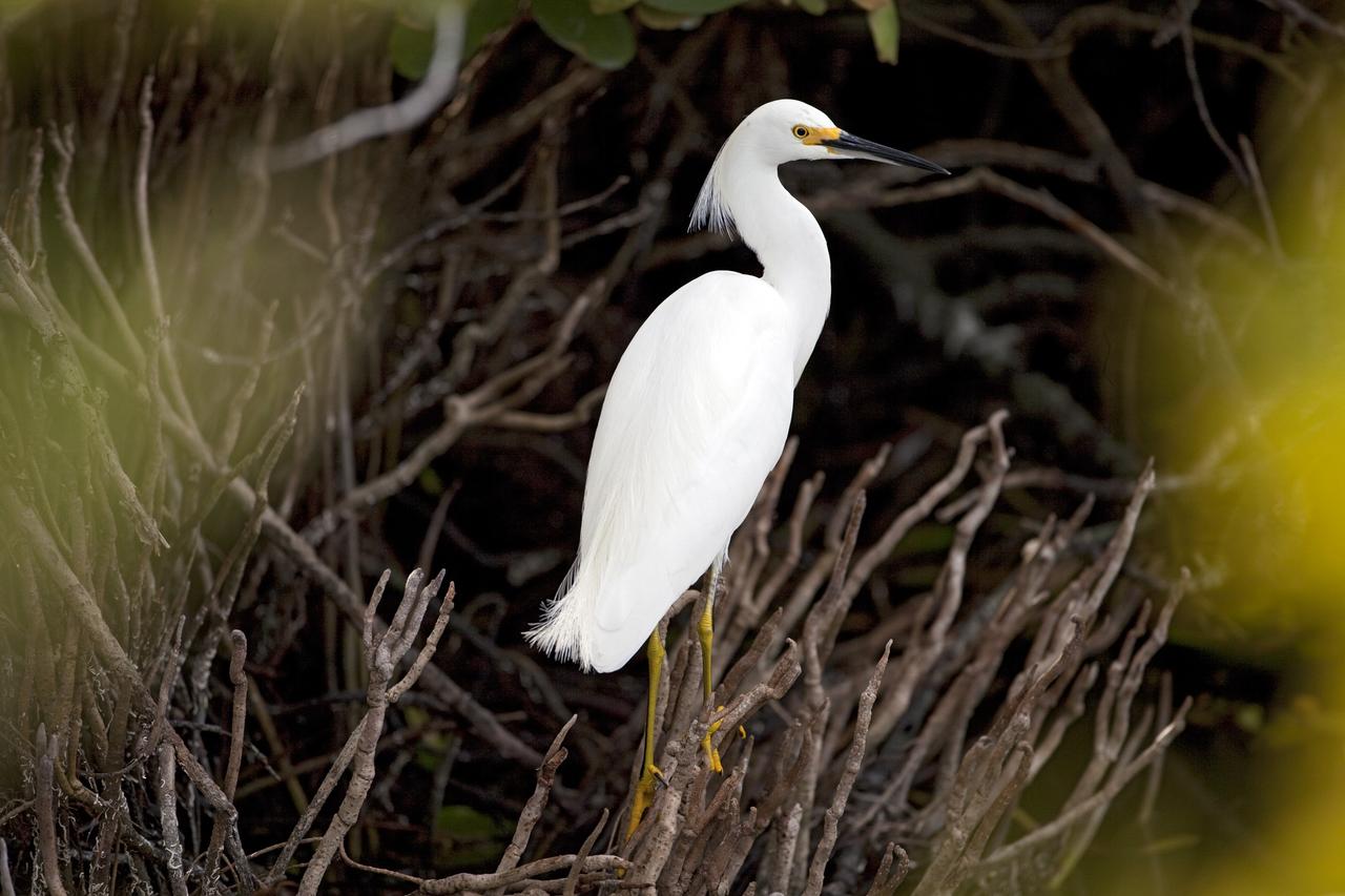 CAPE CANAVERAL, Fla. -- A great white egret is perched in some brush just north of the Shuttle Landing Facility at NASA's Kennedy Space Center in Florida. Kennedy coexists with the Merritt Island National Wildlife Refuge, habitat to more than 310 species of birds, 25 mammals, 117 fish and 65 amphibians and reptiles. Photo credit: NASA/Frankie Martin