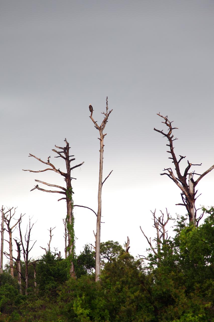 CAPE CANAVERAL, Fla. – A Bald Eagle takes advantage of a break in rain and perches on a tree at NASA's Kennedy Space Center in Florida. Severe storms associated with a frontal system are moving through Central Florida, producing strong winds, heavy rain, frequent lightning and even funnel clouds. Photo credit: NASA/Ben Smegelsky