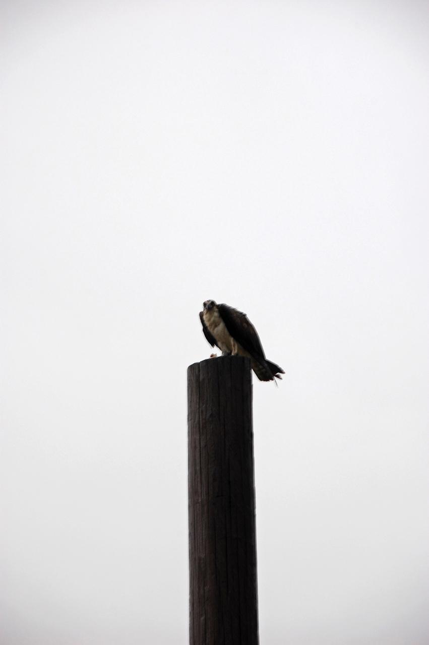 CAPE CANAVERAL, Fla. – An osprey takes advantage of a break in rain and perches on a pole near the Press Site at NASA's Kennedy Space Center in Florida. Severe storms associated with a frontal system are moving through Central Florida, producing strong winds, heavy rain, frequent lightning and even funnel clouds. Photo credit: NASA/Ben Smegelsky