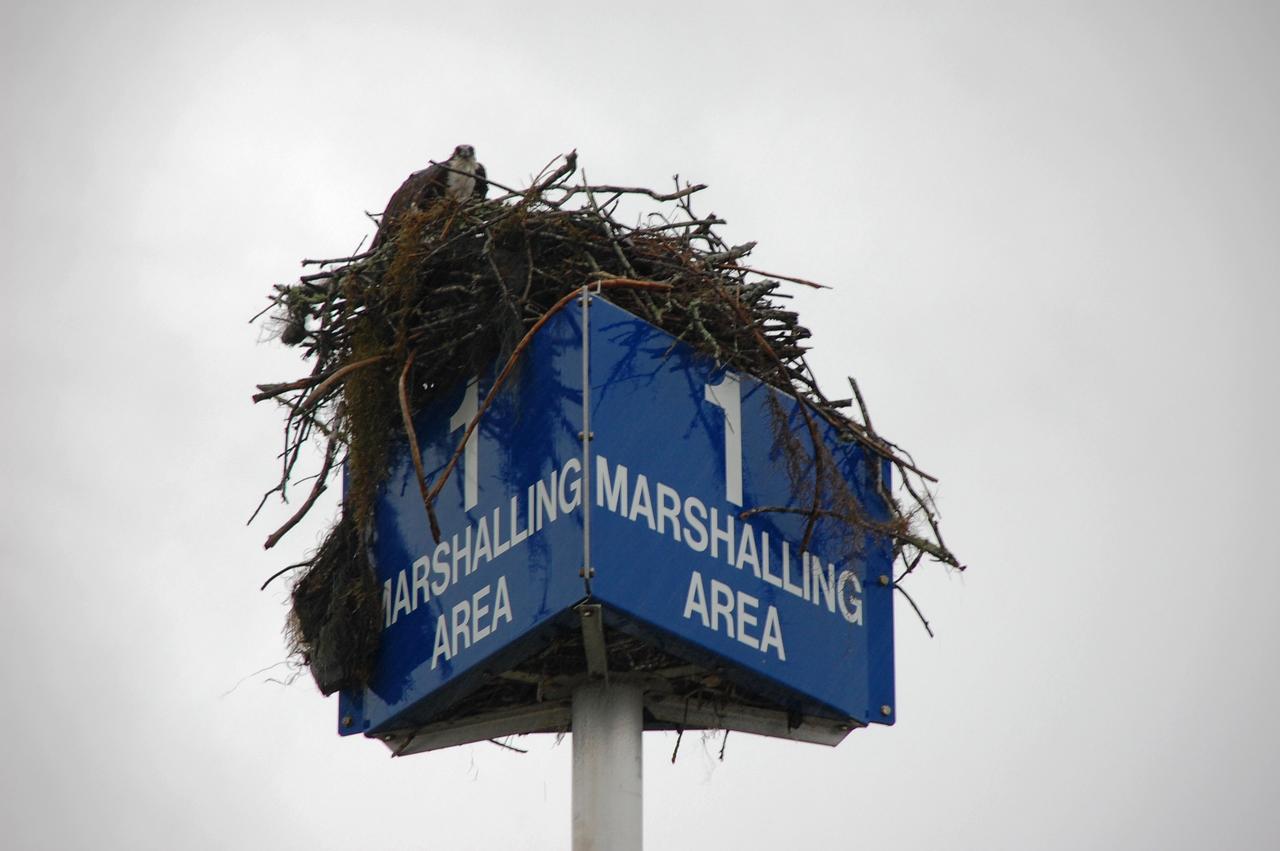 CAPE CANAVERAL, Fla. – An osprey takes advantage of a break in rain and peers out of its nest near the Press Site at NASA's Kennedy Space Center in Florida. Severe storms associated with a frontal system are moving through Central Florida, producing strong winds, heavy rain, frequent lightning and even funnel clouds. Photo credit: NASA/Ben Smegelsky