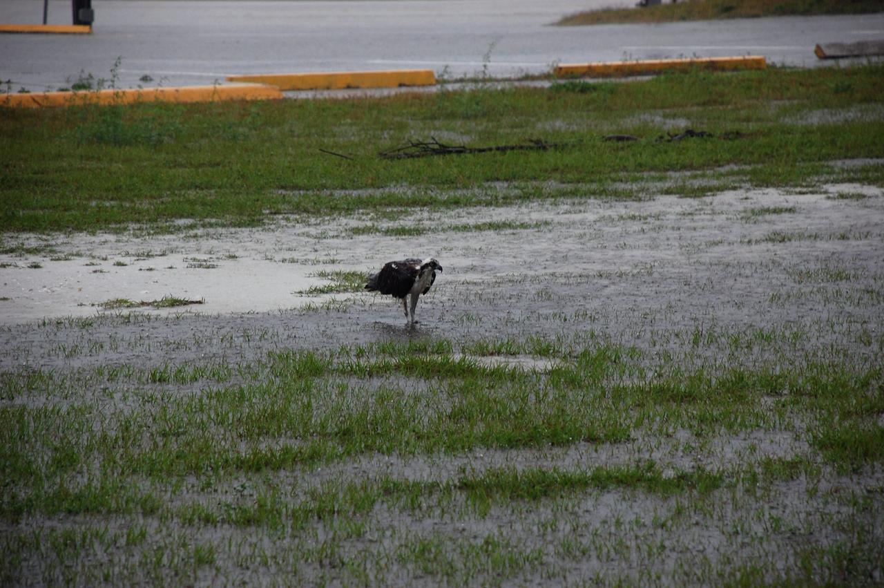 CAPE CANAVERAL, Fla. – An osprey wades in flooded grass near the Vehicle Assembly Building at NASA's Kennedy Space Center in Florida. Severe storms associated with a frontal system are moving through Central Florida, producing strong winds, heavy rain, frequent lightning and even funnel clouds. Photo credit: NASA/Ben Smegelsky