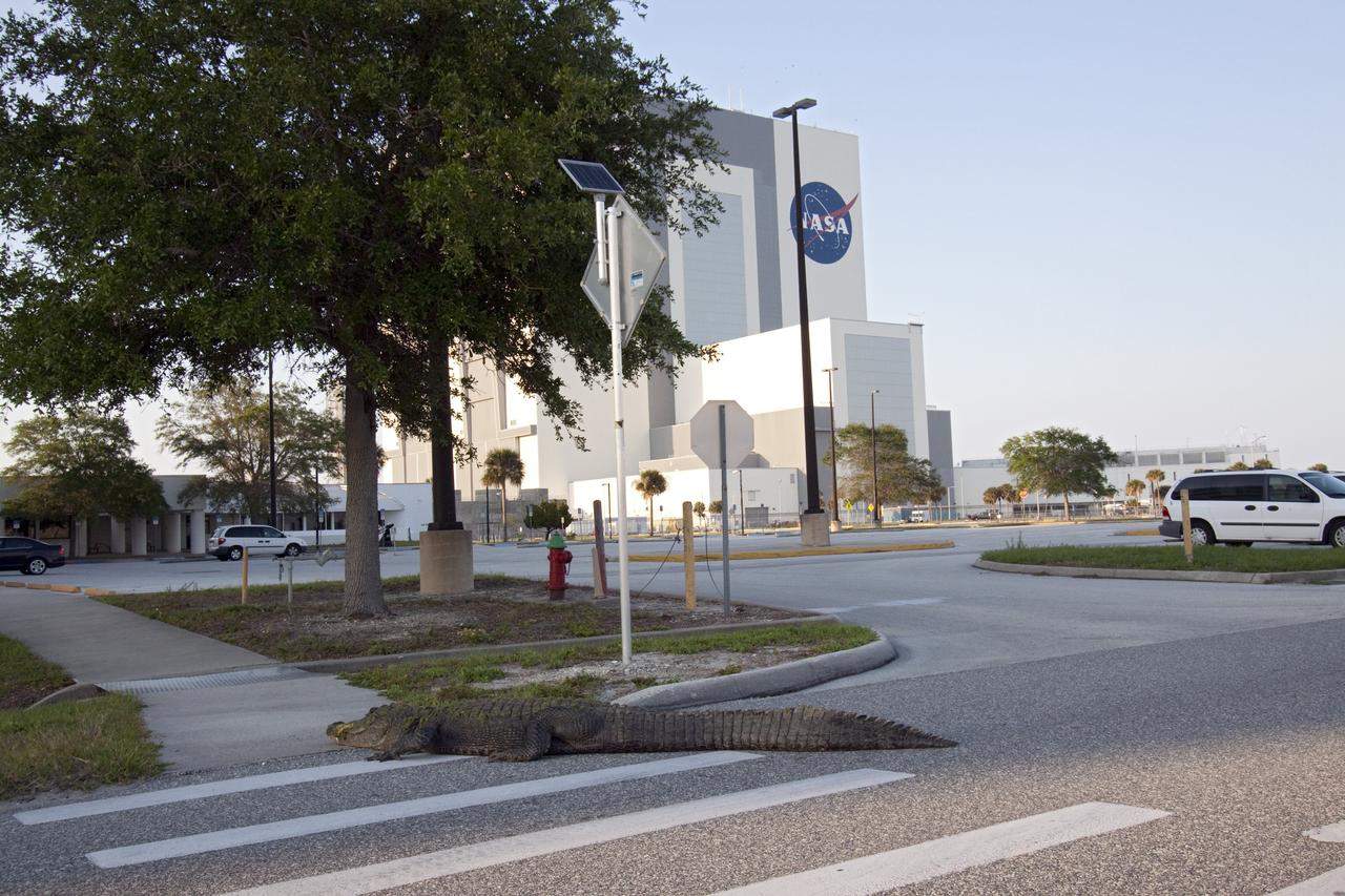 CAPE CANAVERAL, Fla. -- An alligator ambles across Saturn Causeway at NASA's Kennedy Space Center in Florida near the Vehicle Assembly Building. Alligators can be spotted in the drainage canals and other waters surrounding KSC and occasionally venture onto roads seeking new environs or mates. The center shares a boundary with the Merritt Island Wildlife Nature Refuge, which is a habitat for more than 310 species of birds, 25 mammals, 117 fishes and 65 amphibians and reptiles. Photo credit: NASA/Jack Pfaller