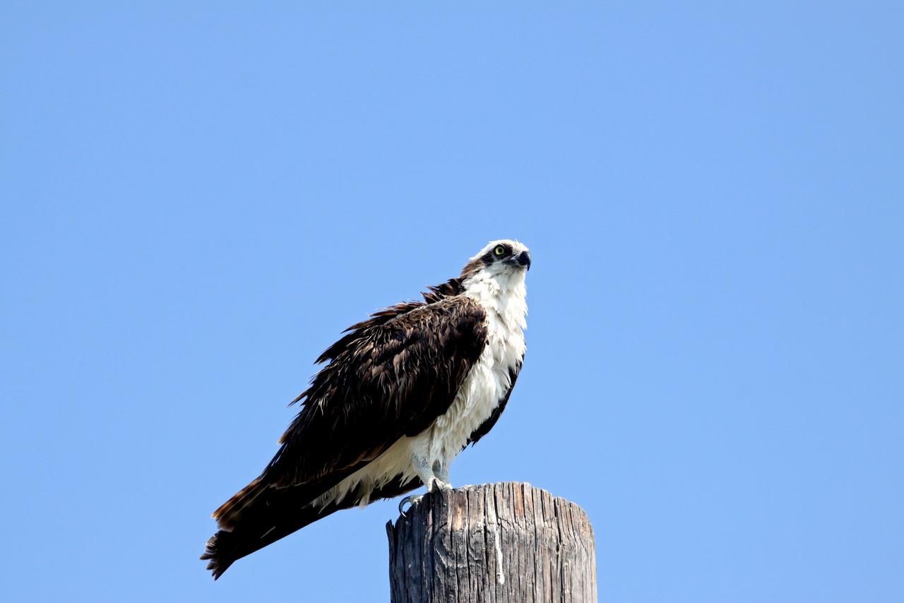 CAPE CANAVERAL, Fla. -- At NASA's Kennedy Space Center in Florida, an adult osprey keeps an eye on its young from a pole near the Press Site parking lot.           The VAB and Press Site are located at the Turn Basin in Launch Complex 39, making it an ideal osprey nesting place. The Merritt Island National Wildlife Refuge overlaps with Kennedy Space Center property and provides a habitat for many types of wildlife, including the osprey, and 330 species of birds. For information on the refuge, visit http://www.fws.gov/merrittisland/Index.html. Photo credit: NASA/Jack Pfaller