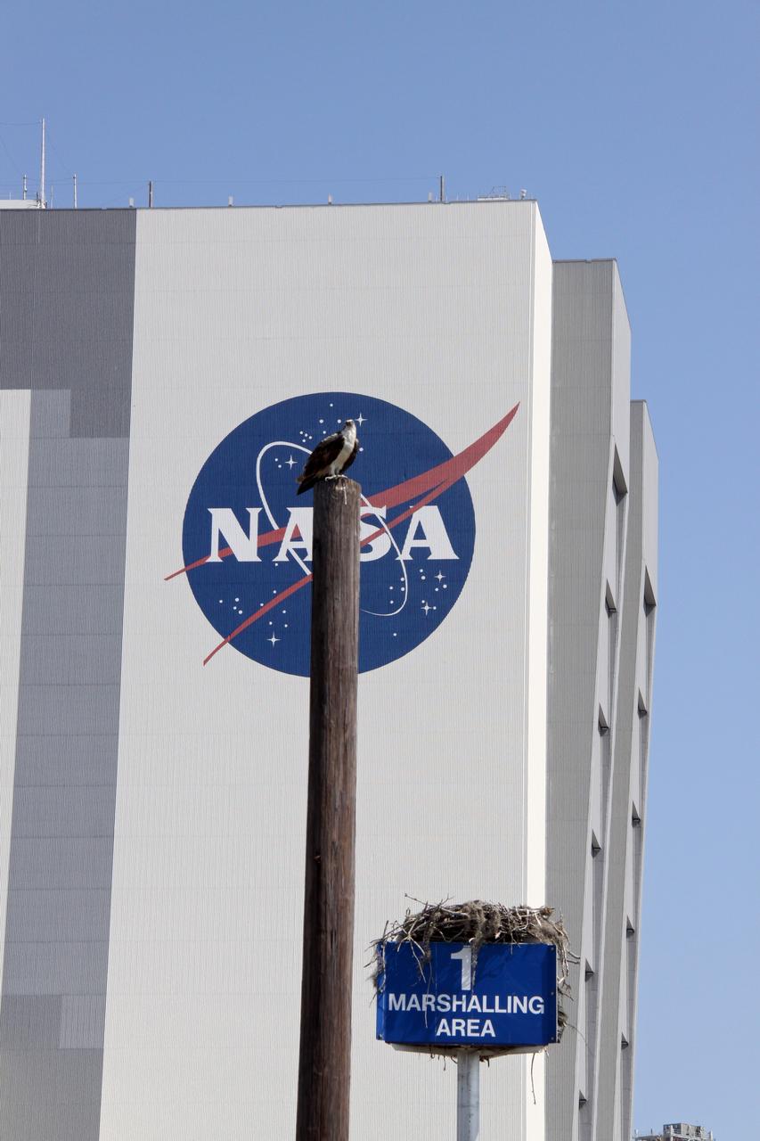 CAPE CANAVERAL, Fla. -- At NASA's Kennedy Space Center in Florida, an adult osprey guards its young in a nest built on a platform in the Press Site parking lot. In the background is the 12,300-square-foot NASA logo painted on the side of the Vehicle Assembly Building (VAB).        The VAB and Press Site are located at the Turn Basin in Launch Complex 39, making it an ideal osprey nesting place. The Merritt Island National Wildlife Refuge overlaps with Kennedy Space Center property and provides a habitat for many types of wildlife, including the osprey, and 330 species of birds. For information on the refuge, visit http://www.fws.gov/merrittisland/Index.html. Photo credit: NASA/Jack Pfaller