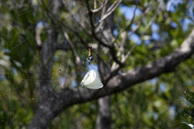 NASA image: KSC-2011-5445