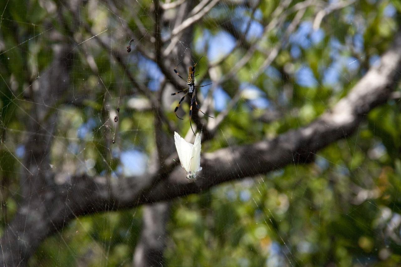 CAPE CANAVERAL, Fla. -- Near Launch Pad 39A at Kennedy Space Center in Florida, a Golden-Silk Spider repairs its web after a capturing a moth. The golden-silk spider repairs the webbing each day, replacing half but never the whole web at one time. Its web may measure two to three feet across. The center shares a boundary with the Merritt Island Wildlife Nature Refuge, consisting of 140,000 acres. The Refuge provides a wide variety of habitats: coastal dunes, saltwater estuaries and marshes, freshwater impoundments, scrub, pine flatwoods, and hardwood hammocks that provide habitat for more than 1,500 species of plants and animals.            Atlantis and its crew of four; Commander Chris Ferguson, Pilot Doug Hurley, Mission Specialists Sandy Magnus and Rex Walheim are scheduled to lift off at 11:26 a.m. EDT on July 8 to deliver the Raffaello multi-purpose logistics module packed with supplies and spare parts for the International Space Station. Atlantis also will fly the Robotic Refueling Mission experiment that will investigate the potential for robotically refueling existing satellites in orbit. In addition, Atlantis will return with a failed ammonia pump module to help NASA better understand the failure mechanism and improve pump designs for future systems. STS-135 is the 33rd flight of Atlantis, the 37th shuttle mission to the space station, and the 135th and final mission of NASA's Space Shuttle Program. For more information, visit www.nasa.gov/mission_pages/shuttle/shuttlemissions/sts135/index.html. Photo credit: Ken Thornsley
