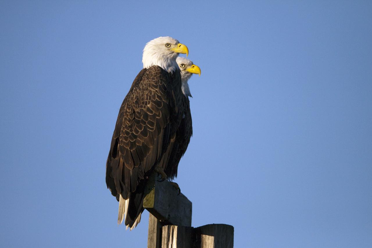 CAPE CANAVERAL, Fla. – On State Road 3 near the Shuttle Landing Facility at NASA's Kennedy Space Center in Florida, two bald eagles scout the terrain from their vantage point atop a pole.    There are 18 active eagle nests within Kennedy's boundaries, including several in the vicinity of the landing strip. Bald eagles mate for life, choosing the tops of large trees to build nests, which they typically use and enlarge each year. Nests may reach 10 feet across and weigh half a ton. The birds travel great distances, but usually return to breeding grounds within 100 miles of the place where they were raised. Bald eagles may live 15 to 25 years in the wild. The Merritt Island National Wildlife Refuge coexists with Kennedy Space Center and provides a habitat for 330 species of birds including the bald eagle. A variety of other wildlife - 117 kinds of fish, 65 types of amphibians and reptiles, 31 different mammals, and 1,045 species of plants - also inhabit the refuge. For information on the refuge, visit http://www.fws.gov/merrittisland/Index.html. For information on Kennedy Space Center, visit http://www.nasa.gov/kennedy. Photo credit: NASA/Ken Thornsley