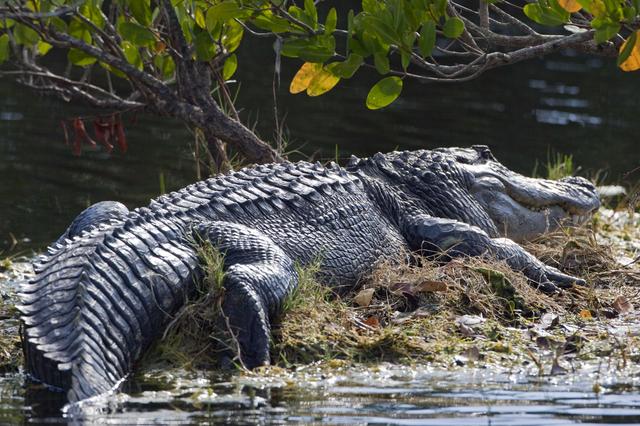 NASA image: KSC-2011-8328