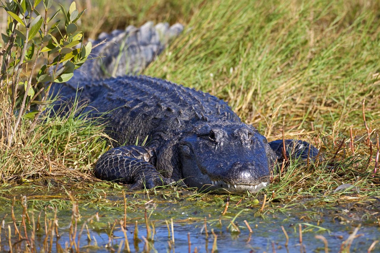 CAPE CANAVERAL, Fla. -- A large alligator appears to smile as it rests in marsh grass at NASA's Kennedy Space Center in Florida. Alligators can be spotted in the drainage canals and other waters surrounding Kennedy.    The center shares a boundary with the Merritt Island National Wildlife Refuge, consisting of 140,000 acres. The refuge provides a wide variety of habitats -- coastal dunes, saltwater estuaries and marshes, freshwater impoundments, scrub, pine flatwoods, and hardwood hammocks -- that provide sanctuary for more than 1,500 species of plants and animals, including about 331 species of birds. Photo credit: NASA/Jim Grossmann