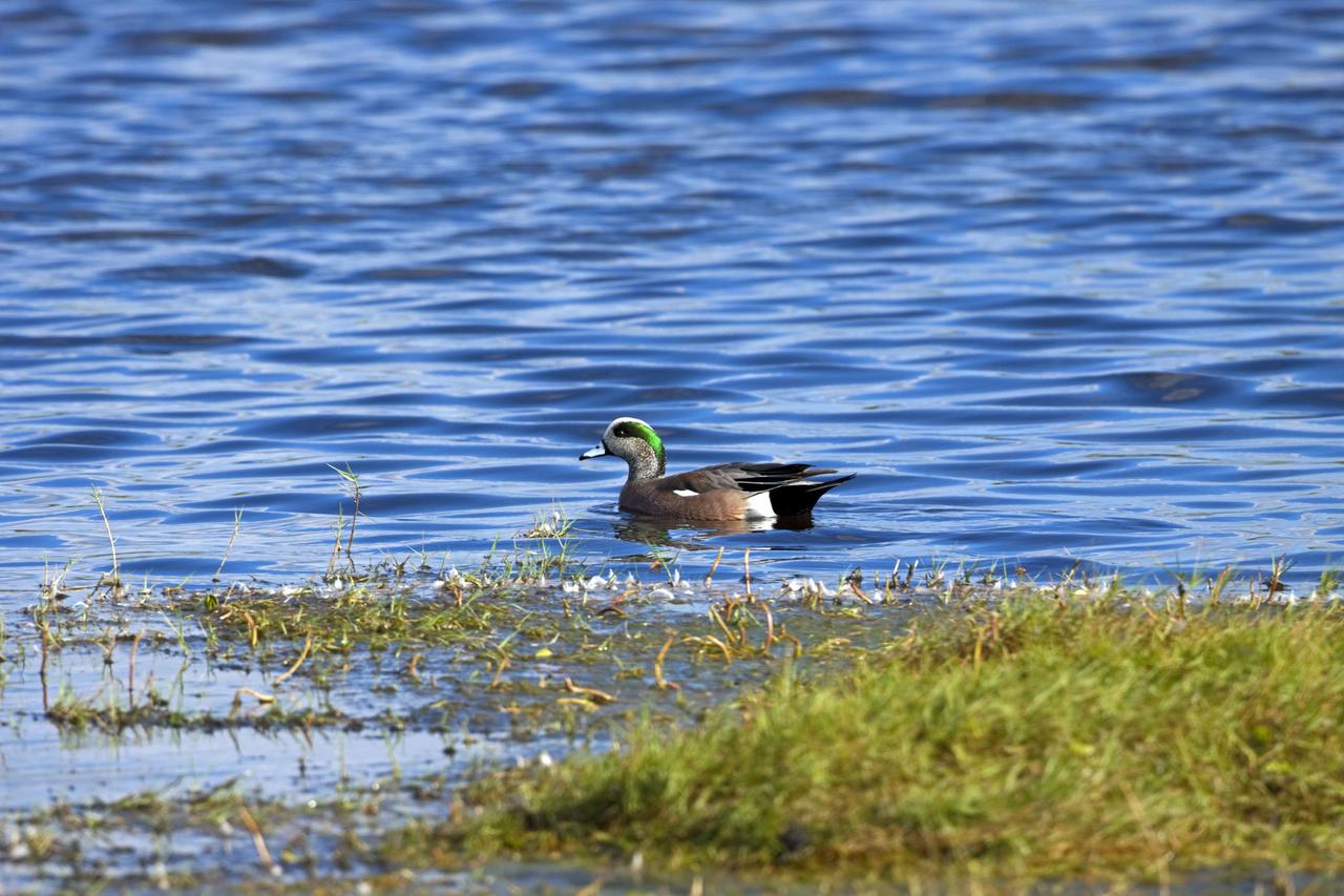 CAPE CANAVERAL, Fla. -- An American wigeon cruises through the water in a pond at NASA's Kennedy Space Center in Florida. The center shares a boundary with the Merritt Island National Wildlife Refuge, consisting of 140,000 acres. The refuge provides a wide variety of habitats -- coastal dunes, saltwater estuaries and marshes, freshwater impoundments, scrub, pine flatwoods, and hardwood hammocks -- that provide sanctuary for more than 1,500 species of plants and animals, including about 331 species of birds. Photo credit: NASA/Jim Grossmann