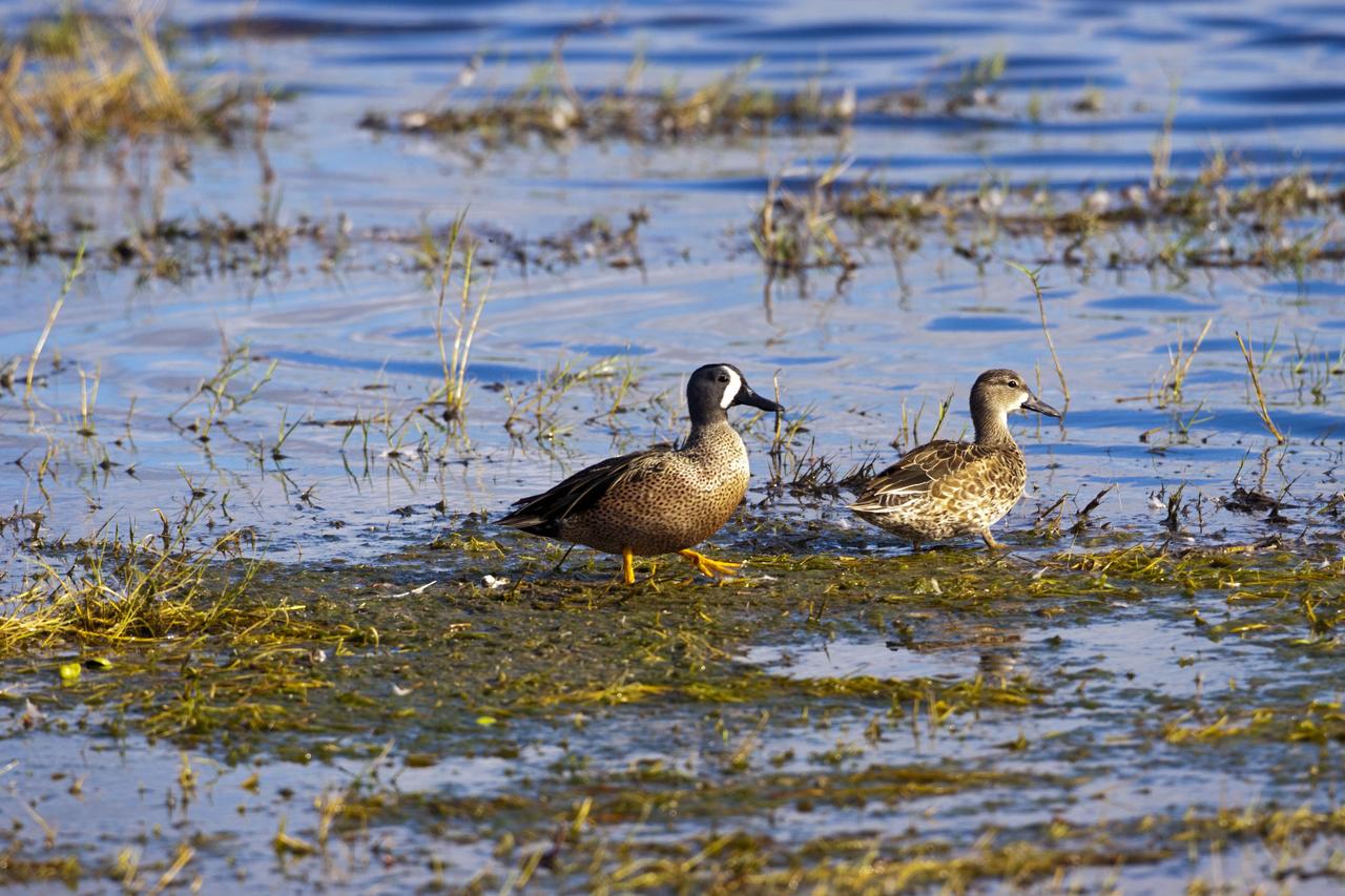 CAPE CANAVERAL, Fla. -- Male and female blue-wing teals walk along the water's edge at NASA's Kennedy Space Center in Florida.     The center shares a boundary with the Merritt Island National Wildlife Refuge, consisting of 140,000 acres. The refuge provides a wide variety of habitats -- coastal dunes, saltwater estuaries and marshes, freshwater impoundments, scrub, pine flatwoods, and hardwood hammocks -- that provide sanctuary for more than 1,500 species of plants and animals, including about 331 species of birds. Photo credit: NASA/Jim Grossmann