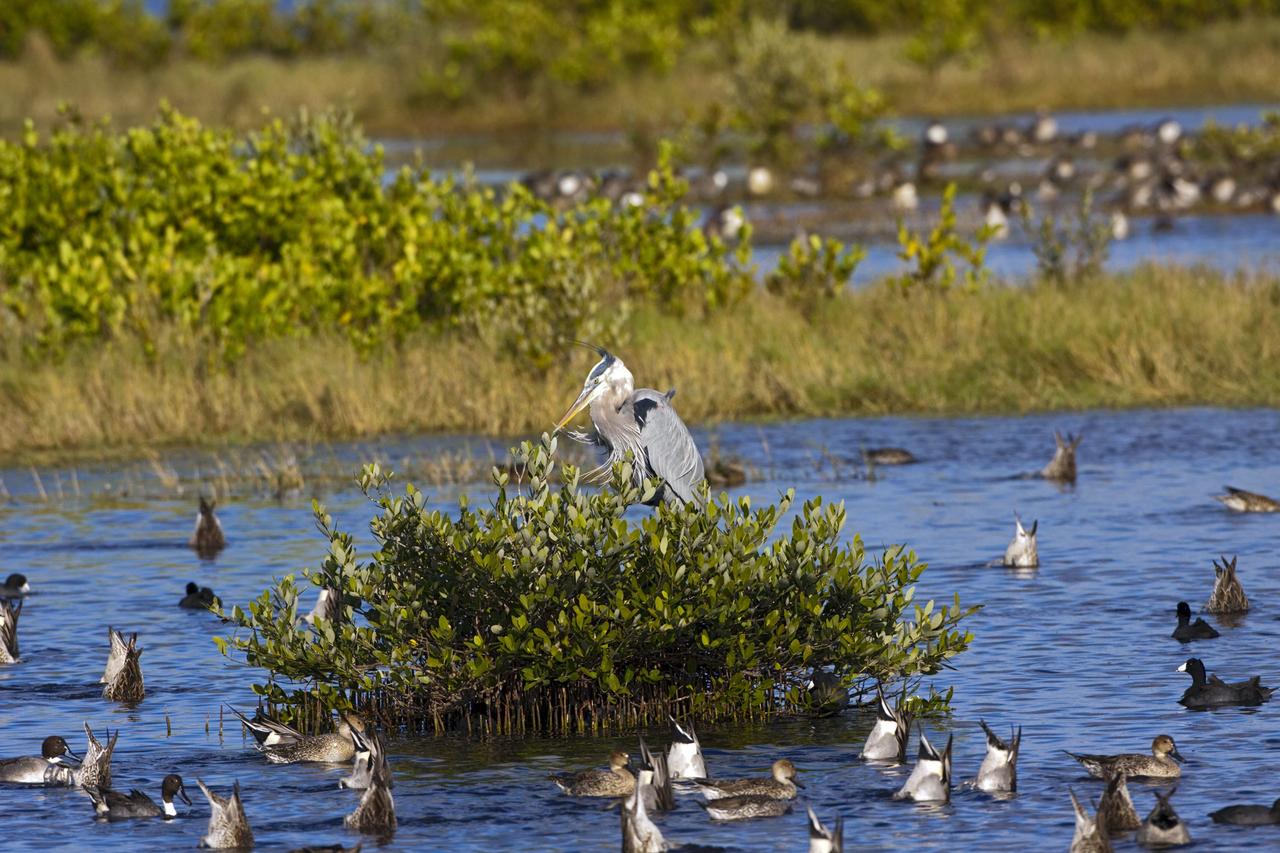 CAPE CANAVERAL, Fla. -- From its perch atop a mangrove, this great blue heron appears to oversee the activities of the assortment of birds in the surrounding waters at NASA's Kennedy Space Center in Florida. The birds gathered in this particular group include coots, shovelbills and pintails. The center shares a boundary with the Merritt Island National Wildlife Refuge, consisting of 140,000 acres. The refuge provides a wide variety of habitats -- coastal dunes, saltwater estuaries and marshes, freshwater impoundments, scrub, pine flatwoods, and hardwood hammocks -- that provide sanctuary for more than 1,500 species of plants and animals, including about 331 species of birds. Photo credit: NASA/Jim Grossmann