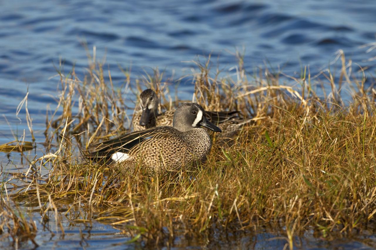 CAPE CANAVERAL, Fla. -- Two blue-wing teals rest in the grass beside one of the many bodies of water at NASA's Kennedy Space Center in Florida.    The center shares a boundary with the Merritt Island National Wildlife Refuge, consisting of 140,000 acres. The refuge provides a wide variety of habitats -- coastal dunes, saltwater estuaries and marshes, freshwater impoundments, scrub, pine flatwoods, and hardwood hammocks -- that provide sanctuary for more than 1,500 species of plants and animals, including about 331 species of birds. Photo credit: NASA/Jim Grossmann