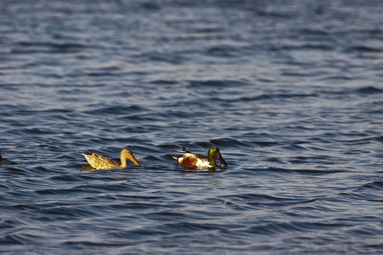 CAPE CANAVERAL, Fla. -- Male and female northern shovelers swim in a pond at NASA's Kennedy Space Center in Florida.    The center shares a boundary with the Merritt Island National Wildlife Refuge, consisting of 140,000 acres. The refuge provides a wide variety of habitats -- coastal dunes, saltwater estuaries and marshes, freshwater impoundments, scrub, pine flatwoods, and hardwood hammocks -- that provide sanctuary for more than 1,500 species of plants and animals, including about 331 species of birds. Photo credit: NASA/Jim Grossmann