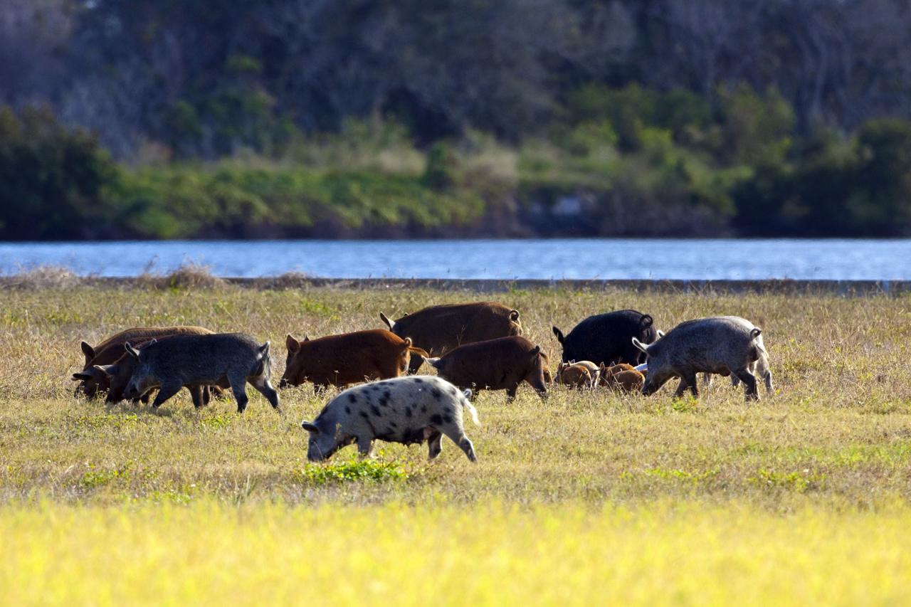 CAPE CANAVERAL, Fla. -- Several adult and baby wild pigs, in a variety of colors and patterns, graze in a grassy field at NASA's Kennedy Space Center in Florida. The wild pigs have flourished in the environs around Kennedy.    The center shares a boundary with the Merritt Island National Wildlife Refuge, consisting of 140,000 acres. The refuge provides a wide variety of habitats -- coastal dunes, saltwater estuaries and marshes, freshwater impoundments, scrub, pine flatwoods, and hardwood hammocks -- that provide sanctuary for more than 1,500 species of plants and animals, including about 331 species of birds. Photo credit: NASA/Jim Grossmann