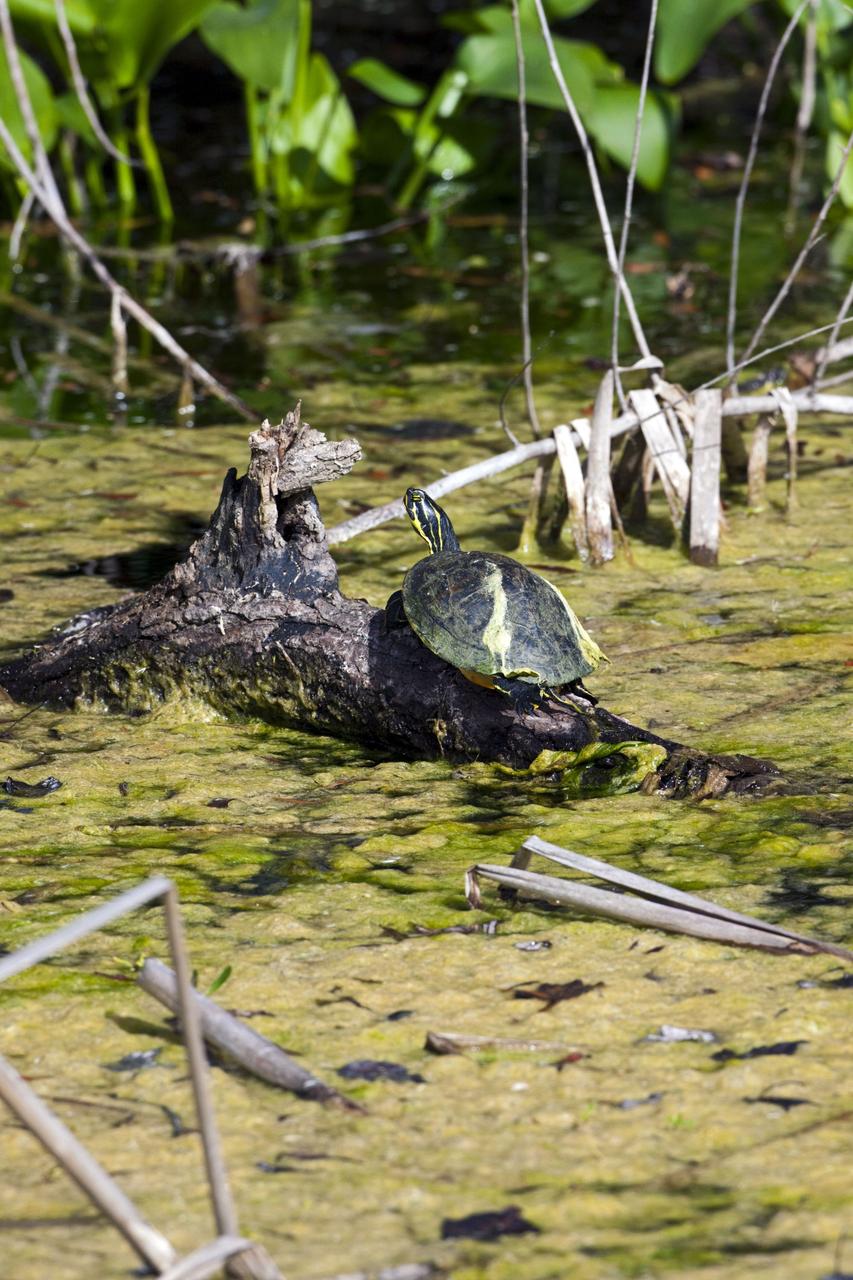 CAPE CANAVERAL, Fla. -- A Florida chicken turtle basks on a sunlit log in one of the many bodies of water at NASA's Kennedy Space Center. The center shares a boundary with the Merritt Island National Wildlife Refuge, consisting of 140,000 acres. The refuge provides a wide variety of habitats -- coastal dunes, saltwater estuaries and marshes, freshwater impoundments, scrub, pine flatwoods, and hardwood hammocks -- that provide sanctuary for more than 1,500 species of plants and animals, including about 331 species of birds. Photo credit: NASA/Jim Grossmann