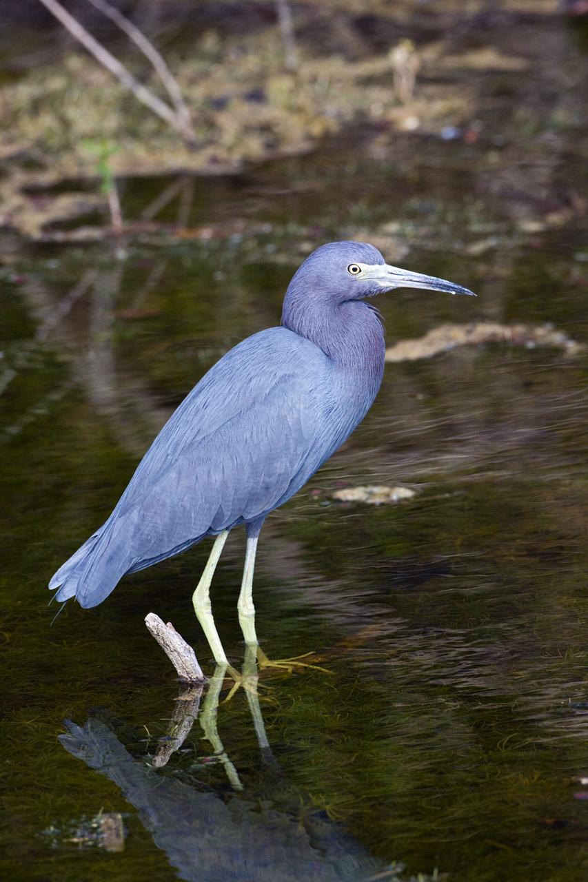 CAPE CANAVERAL, Fla. -- At NASA's Kennedy Space Center in Florida, a little blue heron wades in the shallows at water's edge.      The center shares a boundary with the Merritt Island National Wildlife Refuge, consisting of 140,000 acres. The refuge provides a wide variety of habitats -- coastal dunes, saltwater estuaries and marshes, freshwater impoundments, scrub, pine flatwoods, and hardwood hammocks -- that provide sanctuary for more than 1,500 species of plants and animals, including about 331 species of birds. Photo credit: NASA/Jim Grossmann