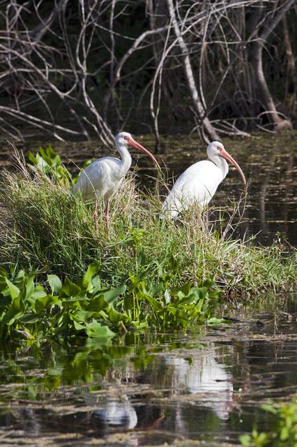 NASA image: KSC-2011-8341