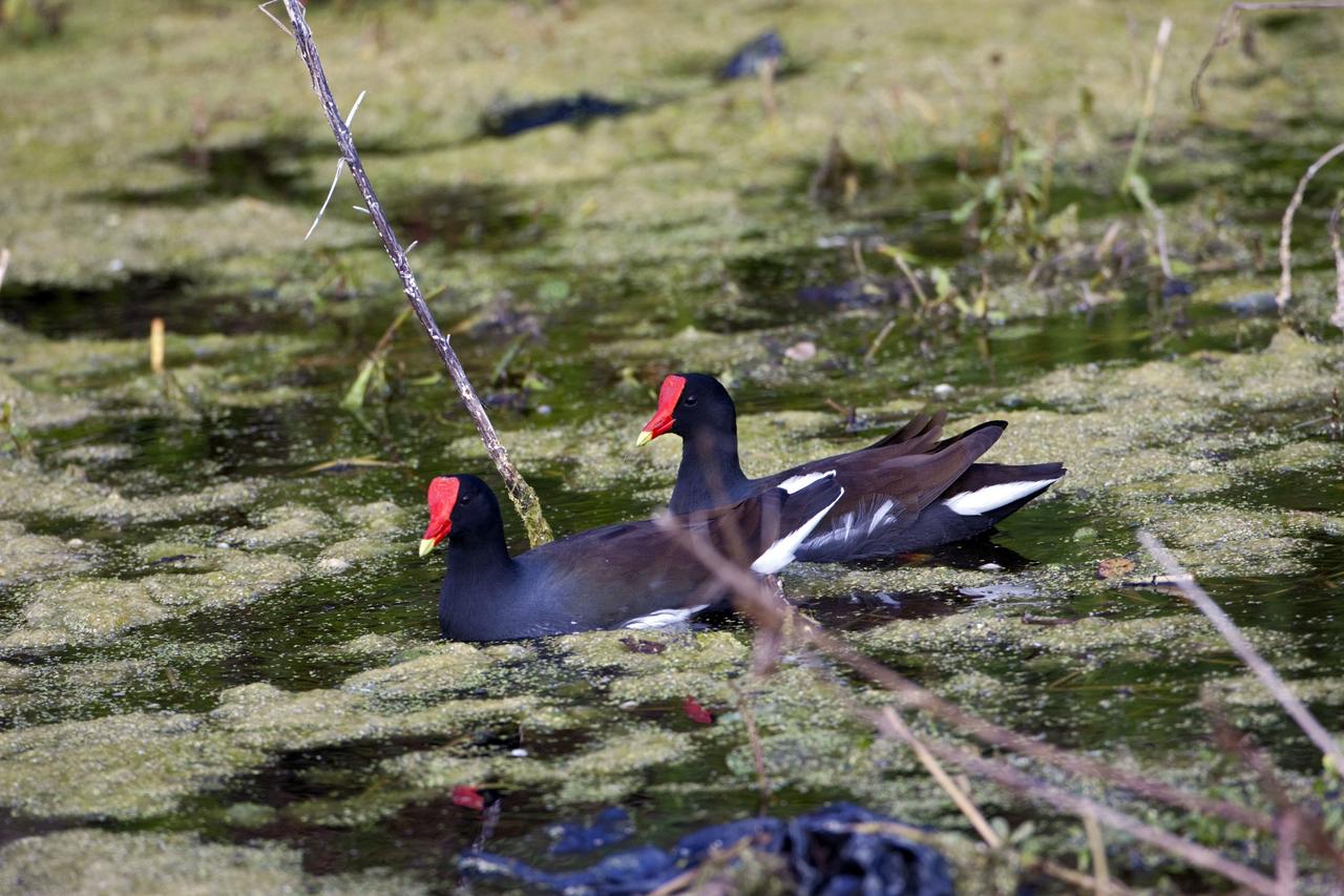CAPE CANAVERAL, Fla. -- Two common gallinules swim through the algae-covered water of a pond at NASA's Kennedy Space Center in Florida.    The center shares a boundary with the Merritt Island National Wildlife Refuge, consisting of 140,000 acres. The refuge provides a wide variety of habitats -- coastal dunes, saltwater estuaries and marshes, freshwater impoundments, scrub, pine flatwoods, and hardwood hammocks -- that provide sanctuary for more than 1,500 species of plants and animals, including about 331 species of birds. Photo credit: NASA/Jim Grossmann