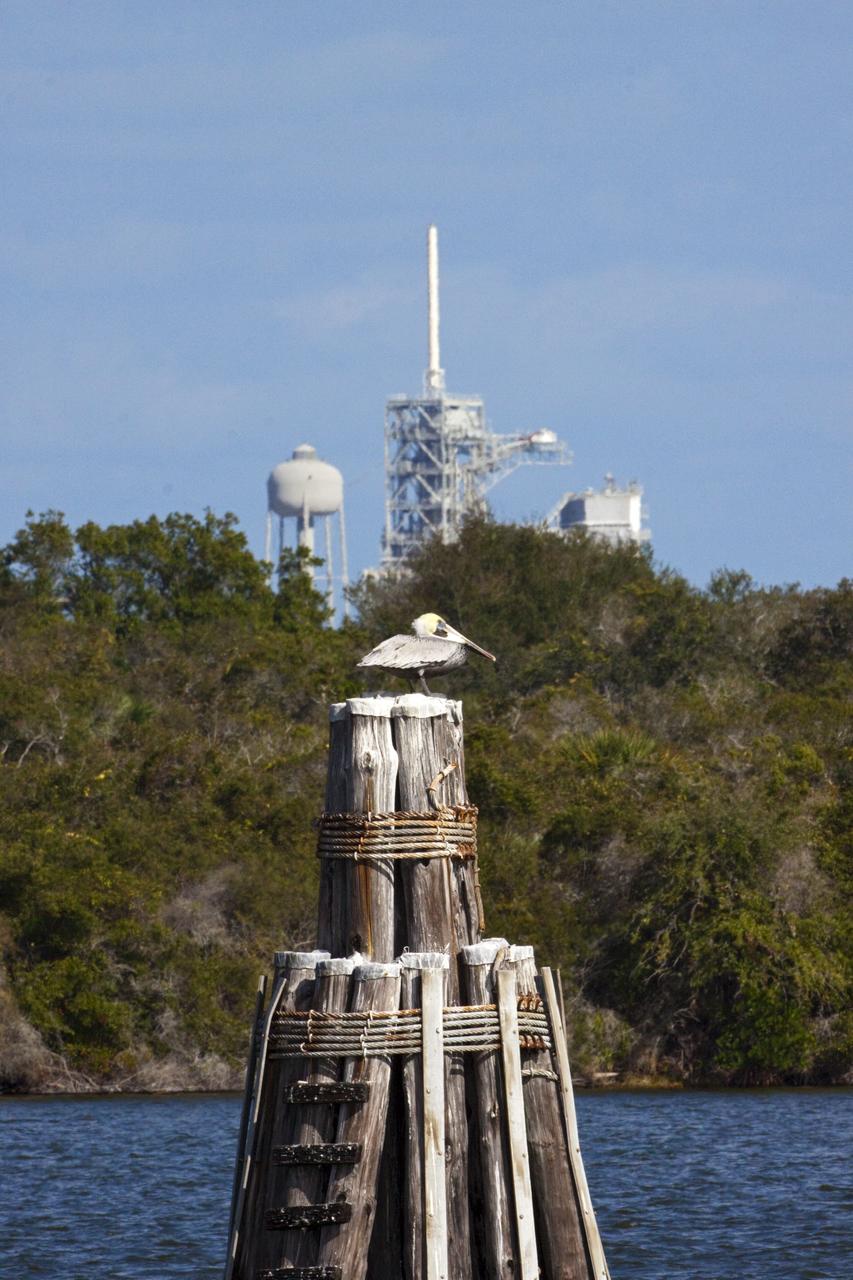 CAPE CANAVERAL, Fla. -- A brown pelican stands sentinel on a piling in the turn basin at NASA Kennedy Space Center's Launch Complex 39. Launch Pad 39A is visible in the background.    The center shares a boundary with the Merritt Island National Wildlife Refuge, consisting of 140,000 acres. The refuge provides a wide variety of habitats -- coastal dunes, saltwater estuaries and marshes, freshwater impoundments, scrub, pine flatwoods, and hardwood hammocks -- that provide sanctuary for more than 1,500 species of plants and animals, including about 331 species of birds. Photo credit: NASA/Jim Grossmann