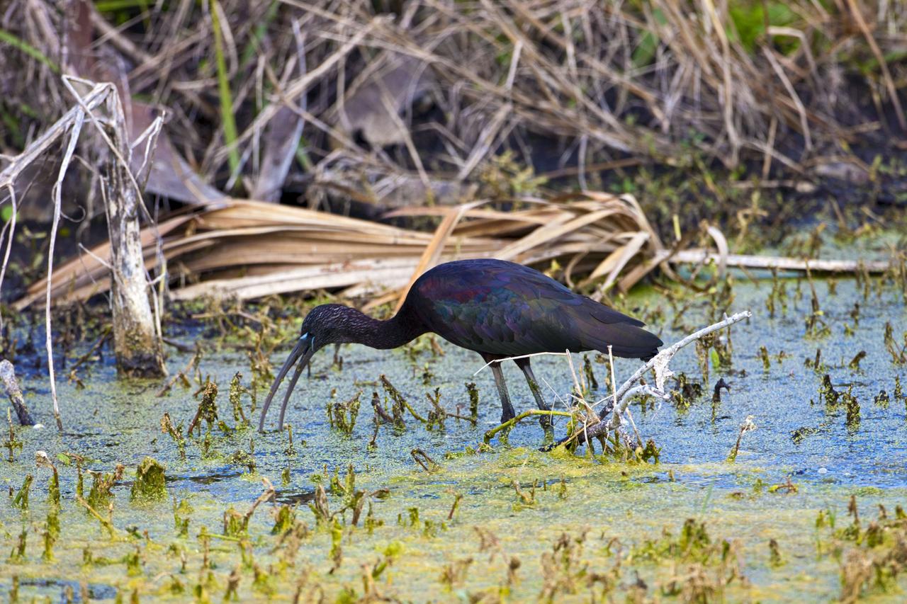 CAPE CANAVERAL, Fla. – A glossy ibis searches for food beneath the algae-covered surface of a pond at Black Point Wildlife Drive, part of the Merritt Island National Wildlife Refuge.     NASA's Kennedy Space Center shares a boundary with the refuge, consisting of 140,000 acres. The Refuge provides a wide variety of habitats: coastal dunes, saltwater estuaries and marshes, freshwater impoundments, scrub, pine flatwoods, and hardwood hammocks that provide habitat for more than 1,500 species of plants and animals, including about 331 species of birds. Photo credit: NASA/Jim Grossmann
