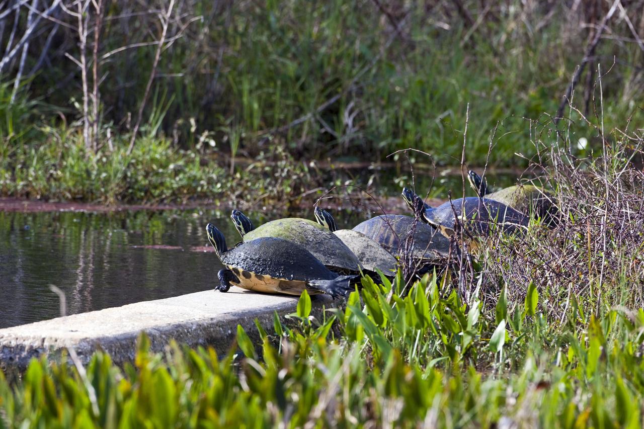CAPE CANAVERAL, Fla. – Several Florida chicken turtles line up to sun themselves atop a concrete structure at Black Point Wildlife Drive, part of the Merritt Island National Wildlife Refuge.    NASA's Kennedy Space Center shares a boundary with the refuge, consisting of 140,000 acres. The Refuge provides a wide variety of habitats: coastal dunes, saltwater estuaries and marshes, freshwater impoundments, scrub, pine flatwoods, and hardwood hammocks that provide habitat for more than 1,500 species of plants and animals, including about 331 species of birds. Photo credit: NASA/Jim Grossmann