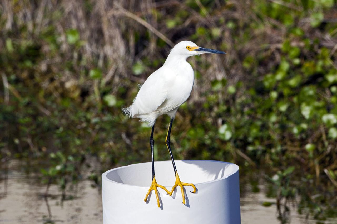 CAPE CANAVERAL, Fla. – Perched on a section of pipe, this snowy egret keeps a wary eye on the photographer on a sunny day at Black Point Wildlife Drive, part of the Merritt Island National Wildlife Refuge. NASA's Kennedy Space Center shares a boundary with the refuge, consisting of 140,000 acres. The Refuge provides a wide variety of habitats: coastal dunes, saltwater estuaries and marshes, freshwater impoundments, scrub, pine flatwoods, and hardwood hammocks that provide habitat for more than 1,500 species of plants and animals, including about 331 species of birds. Photo credit: NASA/Jim Grossmann