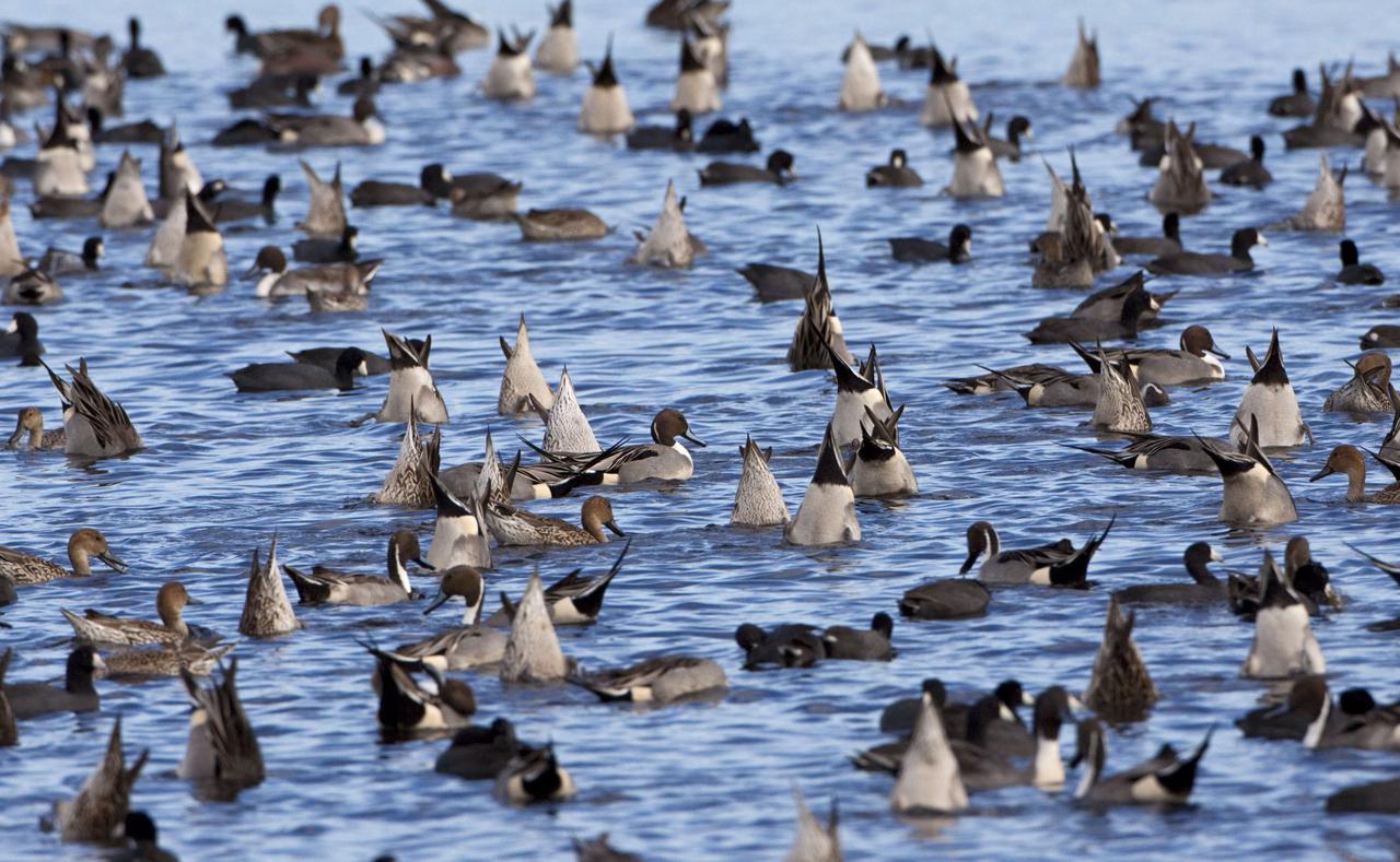 CAPE CANAVERAL, Fla. – Northern pintail ducks fill a pond at Black Point Wildlife Drive, part of the Merritt Island National Wildlife Refuge. NASA's Kennedy Space Center shares a boundary with the refuge, consisting of 140,000 acres. The Refuge provides a wide variety of habitats: coastal dunes, saltwater estuaries and marshes, freshwater impoundments, scrub, pine flatwoods, and hardwood hammocks that provide habitat for more than 1,500 species of plants and animals, including about 331 species of birds. Photo credit: NASA/Jim Grossmann