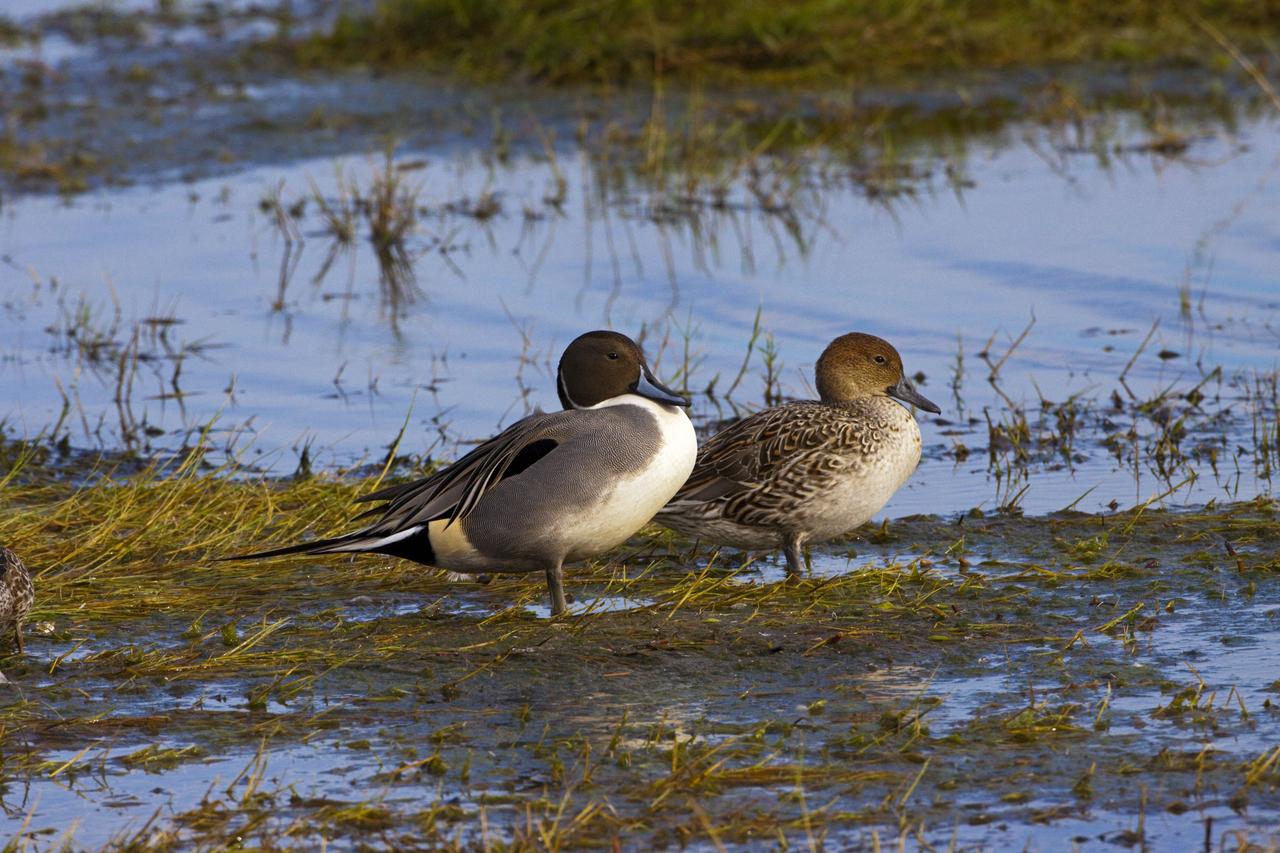 CAPE CANAVERAL, Fla. – A pair of northern pintail ducks rest on marsh grass in a pond at Black Point Wildlife Drive, part of the Merritt Island National Wildlife Refuge.     NASA's Kennedy Space Center shares a boundary with the refuge, consisting of 140,000 acres. The Refuge provides a wide variety of habitats: coastal dunes, saltwater estuaries and marshes, freshwater impoundments, scrub, pine flatwoods, and hardwood hammocks that provide habitat for more than 1,500 species of plants and animals, including about 331 species of birds. Photo credit: NASA/Jim Grossmann