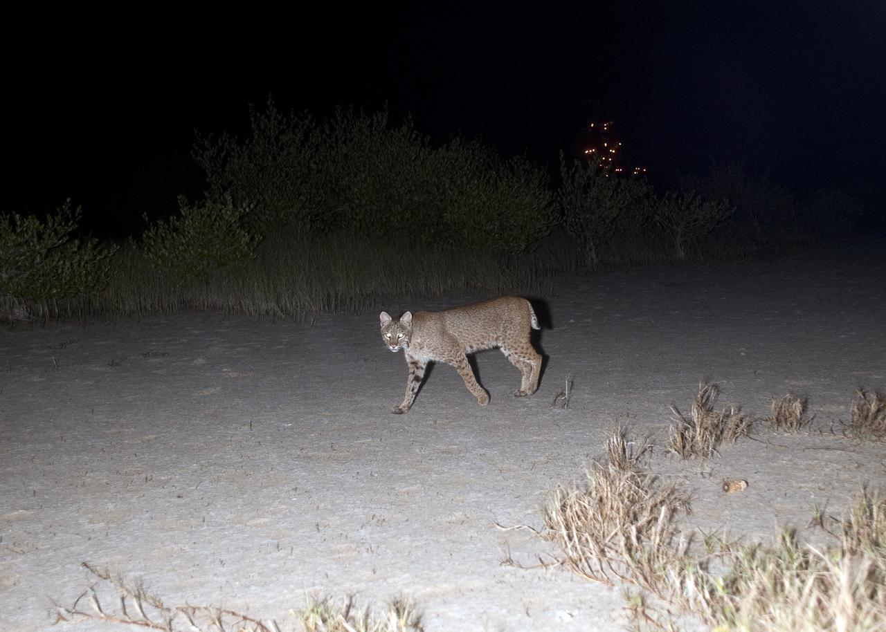 CAPE CANAVERAL, Fla. – Out on a nocturnal stroll, a bobcat triggers a motion-activated remote camera set up for this purpose at NASA’s Kennedy Space Center in Florida.  The cat is seldom observed during the day unless scared from its daytime shelter.  It is the last large mammalian predator remaining on the center.    In the background are the lights on Launch Pad 39A.  Kennedy and the Merritt Island National Wildlife Refuge mutually reside on 140,000 acres on central Florida’s east coast.  The area’s coastal dunes, saltwater estuaries and marshes, freshwater impoundments, scrub, pine flatwoods, and hardwood hammocks provide habitats for more than 1,500 species of plants and animals, including about 331 species of birds. For more information, visit http://www.nasa.gov/kennedy.  Photo credit: NASA/Tony Gray