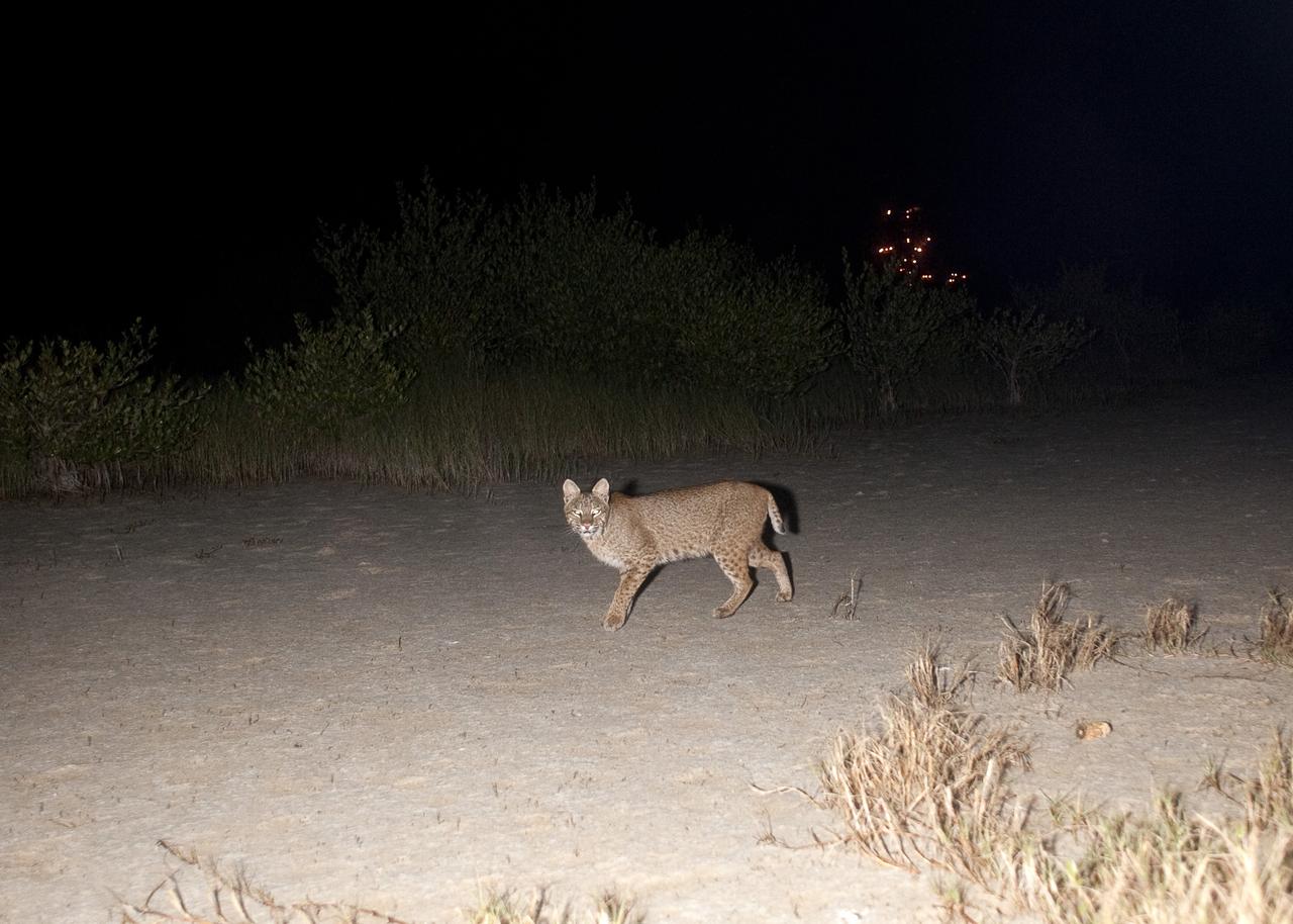 CAPE CANAVERAL, Fla. – Gotcha!  A bobcat out on a nocturnal stroll triggers a motion-activated remote camera set up for this purpose at NASA’s Kennedy Space Center in Florida.  The cat is seldom observed during the day unless scared from its daytime shelter.  It is the last large mammalian predator remaining on the center.    In the background are the lights on Launch Pad 39A.  Kennedy and the Merritt Island National Wildlife Refuge mutually reside on 140,000 acres on central Florida’s east coast.  The area’s coastal dunes, saltwater estuaries and marshes, freshwater impoundments, scrub, pine flatwoods, and hardwood hammocks provide habitats for more than 1,500 species of plants and animals, including about 331 species of birds. For more information, visit http://www.nasa.gov/kennedy.  Photo credit: NASA/Tony Gray