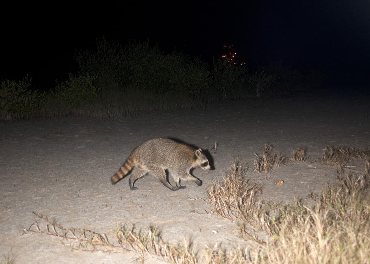 CAPE CANAVERAL, Fla. – Gotcha! A raccoon triggers a motion-activated remote camera set up for this purpose at NASA’s Kennedy Space Center in Florida. These nocturnal creatures are abundant in the area and usually do not venture out in the daytime except when breeding or caring for their young. In the background are the lights on Launch Pad 39A. Kennedy and the Merritt Island National Wildlife Refuge mutually reside on 140,000 acres on central Florida’s east coast. The area’s coastal dunes, saltwater estuaries and marshes, freshwater impoundments, scrub, pine flatwoods, and hardwood hammocks provide habitats for more than 1,500 species of plants and animals, including about 331 species of birds. For more information, visit http://www.nasa.gov/kennedy. Photo credit: NASA/Tony Gray