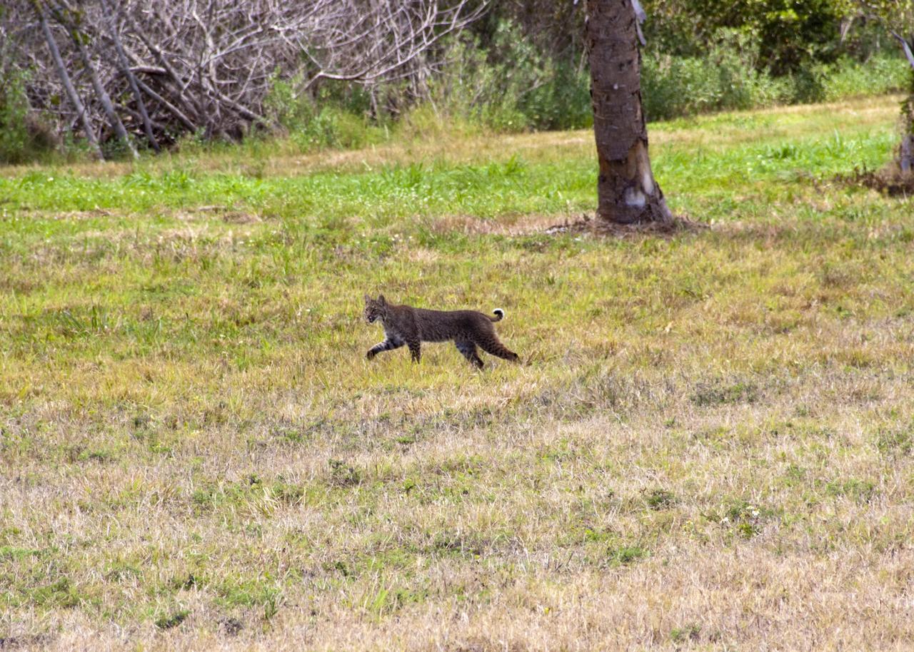 CAPE CANAVERAL, Fla. – A bobcat strolls across the causeway between NASA’s Kennedy Space Center and Cape Canaveral Air Force Station in Florida, oblivious to everything but the hunt for its next meal.    The cat is seldom observed during the day unless scared from its daytime shelter. It is the last large mammalian predator remaining on the center. Kennedy and the Merritt Island National Wildlife Refuge mutually reside on 140,000 acres on central Florida’s east coast. The area’s coastal dunes, saltwater estuaries and marshes, freshwater impoundments, scrub, pine flatwoods, and hardwood hammocks provide habitats for more than 1,000 species of plants and animals, including about 331 species of birds. For more information, visit http://www.nasa.gov/kennedy. Photo credit: NASA/Jim Grossmann