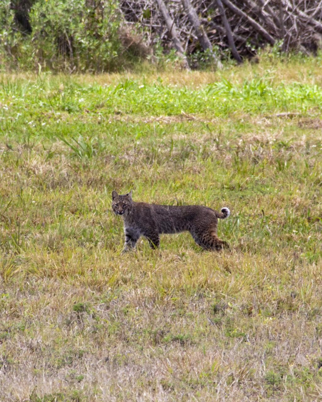 CAPE CANAVERAL, Fla. – A bobcat on the causeway between NASA’s Kennedy Space Center and Cape Canaveral Air Force Station in Florida pauses to check out the photographer who chanced upon it during the hunt for its next meal.    The cat is seldom observed during the day unless scared from its daytime shelter. It is the last large mammalian predator remaining on the center. Kennedy and the Merritt Island National Wildlife Refuge mutually reside on 140,000 acres on central Florida’s east coast. The area’s coastal dunes, saltwater estuaries and marshes, freshwater impoundments, scrub, pine flatwoods, and hardwood hammocks provide habitats for more than 1,000 species of plants and animals, including about 331 species of birds. For more information, visit http://www.nasa.gov/kennedy. Photo credit: NASA/Jim Grossmann