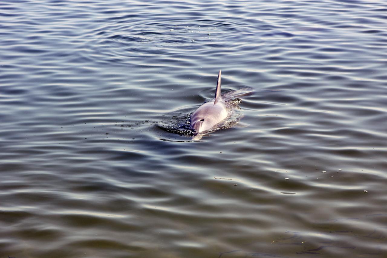 CAPE CANAVERAL, Fla. – Bubbles form around a dolphin splashing in the Indian River near the NASA Railroad’s Jay Jay Railroad Bridge north of Launch Complex 39 at NASA’s Kennedy Space Center in Florida.  The dolphin was spotted by a cameraman on hand to photograph a NASA Railroad train on its way to the Florida East Coast Railway interchange in Titusville, Fla., where the train’s helium tank cars, a liquid oxygen tank car, and a liquid hydrogen dewar or tank car will be transferred for delivery to the SpaceX engine test complex outside McGregor, Texas.      The railroad cars were needed in support of the Space Shuttle Program but currently are not in use by NASA following the completion of the program in 2011. Originally, the tankers belonged to the U.S. Bureau of Mines.  At the peak of the shuttle program, there were approximately 30 cars in the fleet.  About half the cars were returned to the bureau as launch activity diminished. Five tank cars are being loaned to SpaceX and repurposed to support their engine tests in Texas. Eight cars previously were shipped to California on loan to support the SpaceX Falcon 9 rocket launches from Space Launch Complex-4 on Vandenberg Air Force Base.  SpaceX already has three helium tank cars previously used for the shuttle program at Space Launch Complex-40 on Cape Canaveral Air Force Station in Florida. For more information, visit http://www.nasa.gov/spacex.  Photo credit: NASA/Jim Grossmann