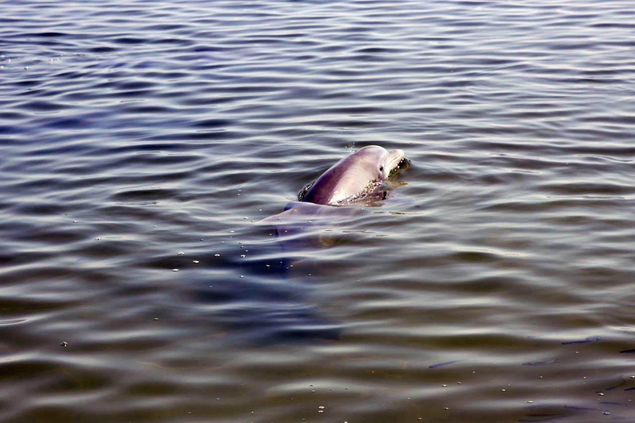CAPE CANAVERAL, Fla. – A dolphin plays in the Indian River near the NASA Railroad’s Jay Jay Railroad Bridge north of Launch Complex 39 at NASA’s Kennedy Space Center in Florida.  The dolphin was spotted by a cameraman on hand to photograph a NASA Railroad train on its way to the Florida East Coast Railway interchange in Titusville, Fla., where the train’s helium tank cars, a liquid oxygen tank car, and a liquid hydrogen dewar or tank car will be transferred for delivery to the SpaceX engine test complex outside McGregor, Texas.      The railroad cars were needed in support of the Space Shuttle Program but currently are not in use by NASA following the completion of the program in 2011. Originally, the tankers belonged to the U.S. Bureau of Mines.  At the peak of the shuttle program, there were approximately 30 cars in the fleet.  About half the cars were returned to the bureau as launch activity diminished. Five tank cars are being loaned to SpaceX and repurposed to support their engine tests in Texas. Eight cars previously were shipped to California on loan to support the SpaceX Falcon 9 rocket launches from Space Launch Complex-4 on Vandenberg Air Force Base.  SpaceX already has three helium tank cars previously used for the shuttle program at Space Launch Complex-40 on Cape Canaveral Air Force Station in Florida. For more information, visit http://www.nasa.gov/spacex.  Photo credit: NASA/Jim Grossmann