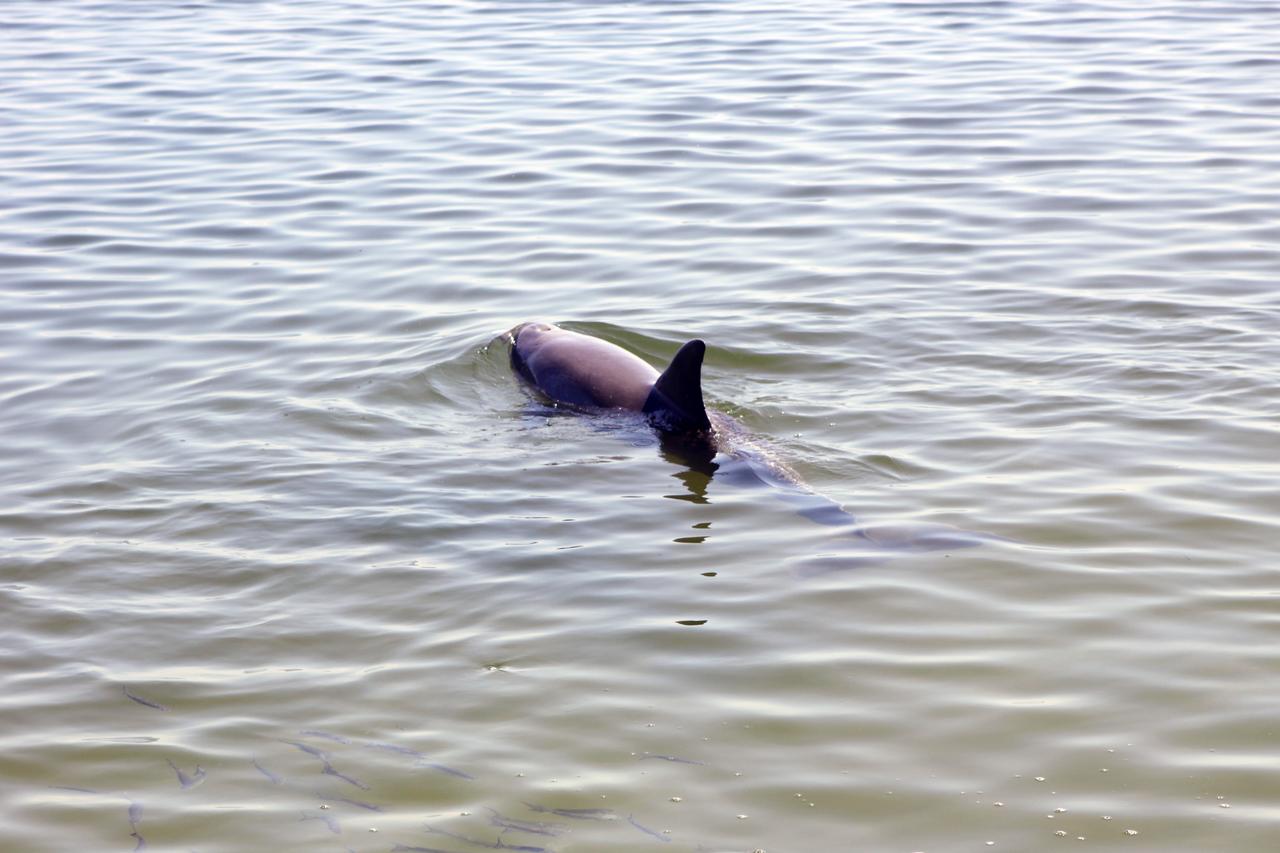 CAPE CANAVERAL, Fla. – A dolphin swims in the Indian River near the NASA Railroad’s Jay Jay Railroad Bridge north of Launch Complex 39 at NASA’s Kennedy Space Center in Florida.  The dolphin was spotted by a cameraman on hand to photograph a NASA Railroad train on its way to the Florida East Coast Railway interchange in Titusville, Fla., where the train’s helium tank cars, a liquid oxygen tank car, and a liquid hydrogen dewar or tank car will be transferred for delivery to the SpaceX engine test complex outside McGregor, Texas.    The railroad cars were needed in support of the Space Shuttle Program but currently are not in use by NASA following the completion of the program in 2011. Originally, the tankers belonged to the U.S. Bureau of Mines.  At the peak of the shuttle program, there were approximately 30 cars in the fleet.  About half the cars were returned to the bureau as launch activity diminished. Five tank cars are being loaned to SpaceX and repurposed to support their engine tests in Texas. Eight cars previously were shipped to California on loan to support the SpaceX Falcon 9 rocket launches from Space Launch Complex-4 on Vandenberg Air Force Base.  SpaceX already has three helium tank cars previously used for the shuttle program at Space Launch Complex-40 on Cape Canaveral Air Force Station in Florida. For more information, visit http://www.nasa.gov/spacex.  Photo credit: NASA/Jim Grossmann
