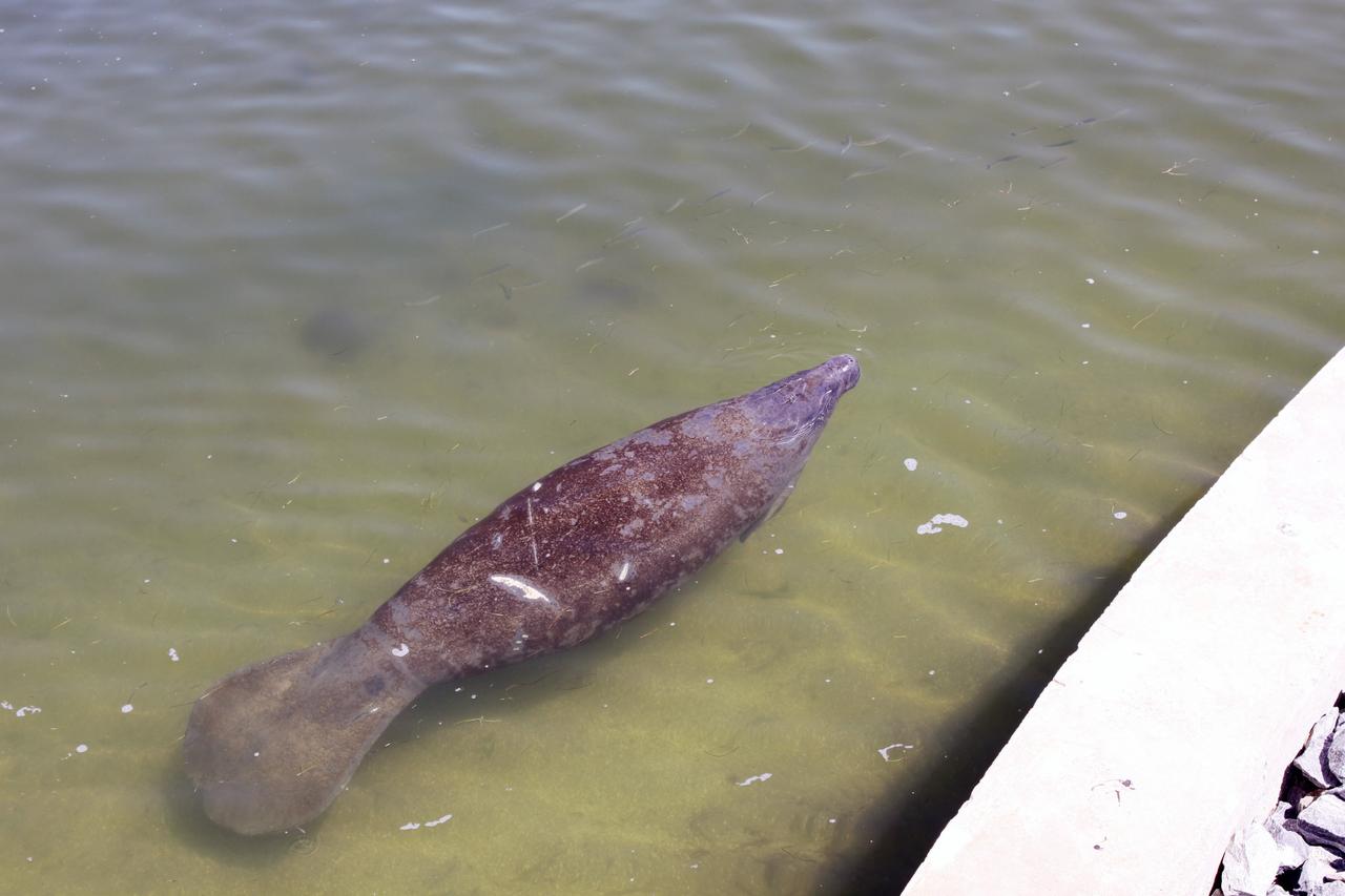 CAPE CANAVERAL, Fla. – A manatee swims in the Indian River near the NASA Railroad’s Jay Jay Railroad Bridge north of Launch Complex 39 at NASA’s Kennedy Space Center in Florida.  The manatee was spotted by a cameraman on hand to photograph a NASA Railroad train on its way to the Florida East Coast Railway interchange in Titusville, Fla., where the train’s helium tank cars, a liquid oxygen tank car, and a liquid hydrogen dewar or tank car will be transferred for delivery to the SpaceX engine test complex outside McGregor, Texas.    The railroad cars were needed in support of the Space Shuttle Program but currently are not in use by NASA following the completion of the program in 2011. Originally, the tankers belonged to the U.S. Bureau of Mines.  At the peak of the shuttle program, there were approximately 30 cars in the fleet.  About half the cars were returned to the bureau as launch activity diminished. Five tank cars are being loaned to SpaceX and repurposed to support their engine tests in Texas. Eight cars previously were shipped to California on loan to support the SpaceX Falcon 9 rocket launches from Space Launch Complex-4 on Vandenberg Air Force Base.  SpaceX already has three helium tank cars previously used for the shuttle program at Space Launch Complex-40 on Cape Canaveral Air Force Station in Florida. For more information, visit http://www.nasa.gov/spacex.  Photo credit: NASA/Jim Grossmann